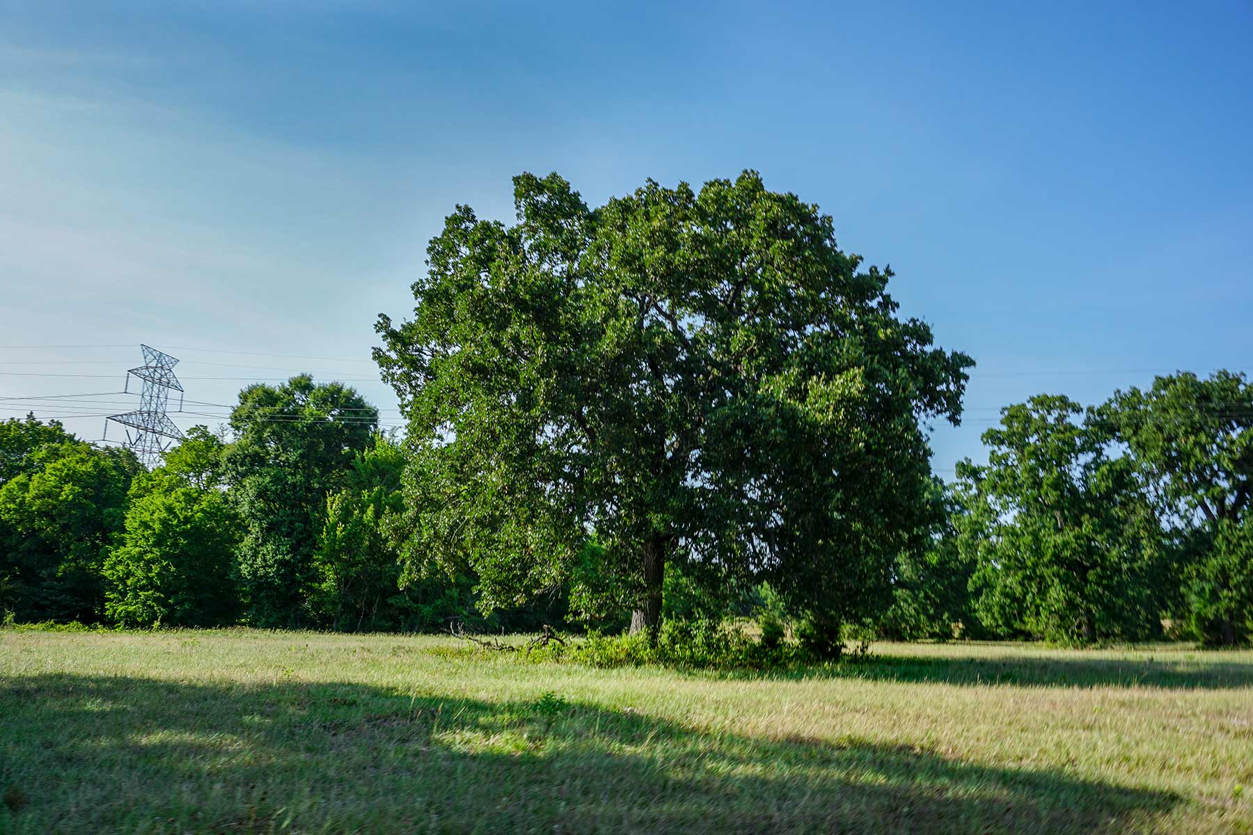 Cross Roads Pasture property picture 12 of 16