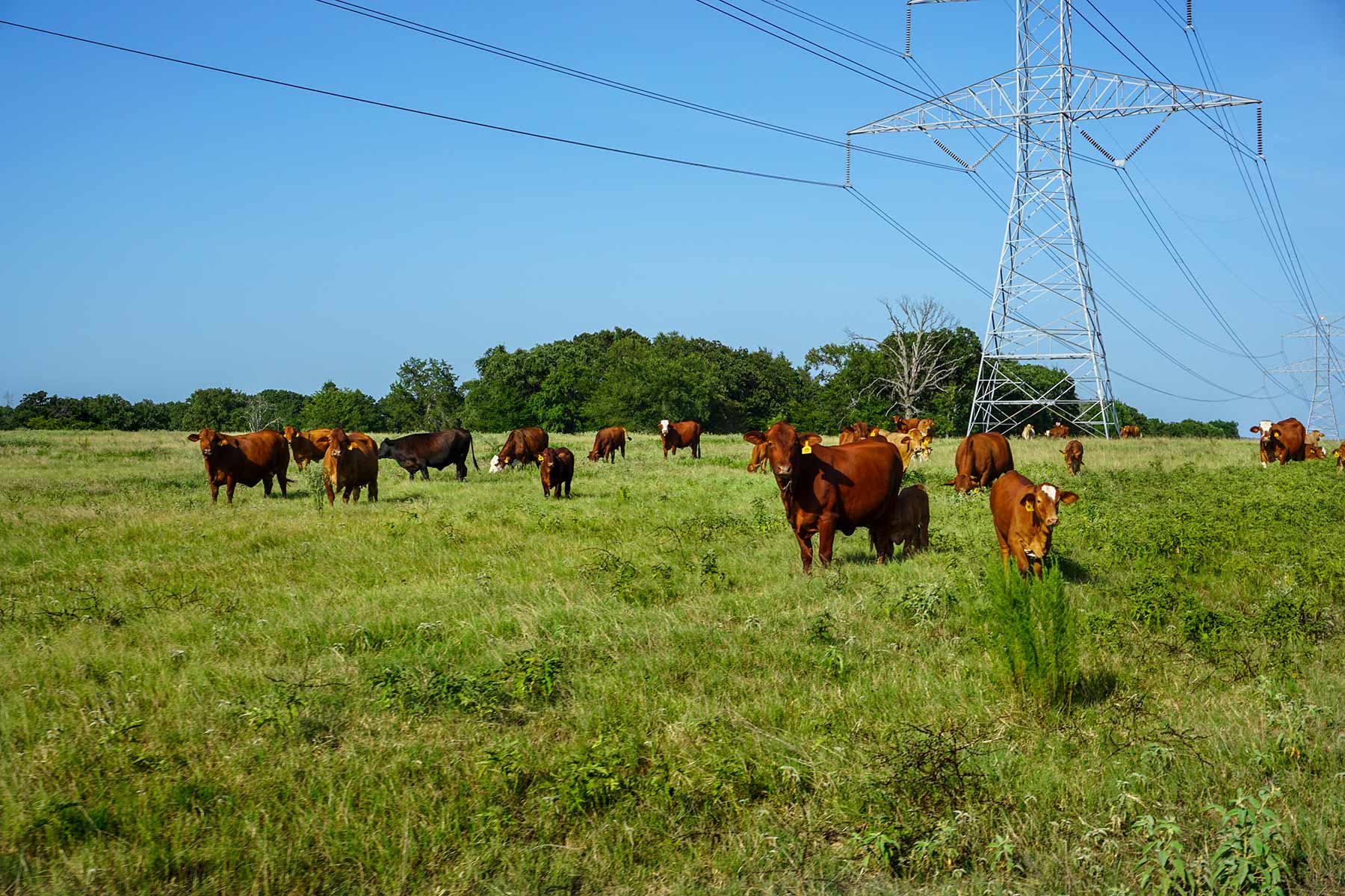 Cross Roads Pasture property picture 4 of 16