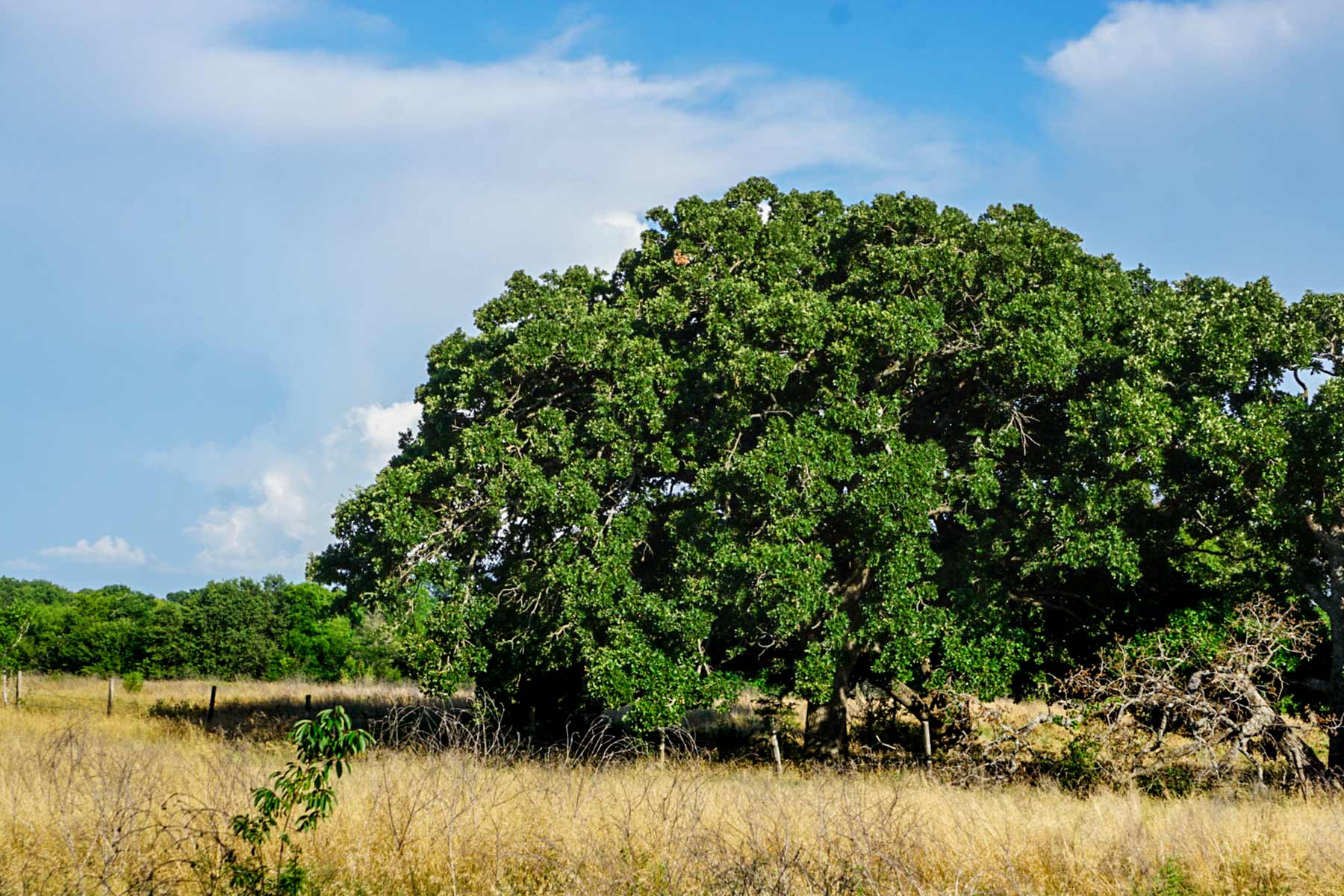 Round Lake Ranch property picture 19 of 43