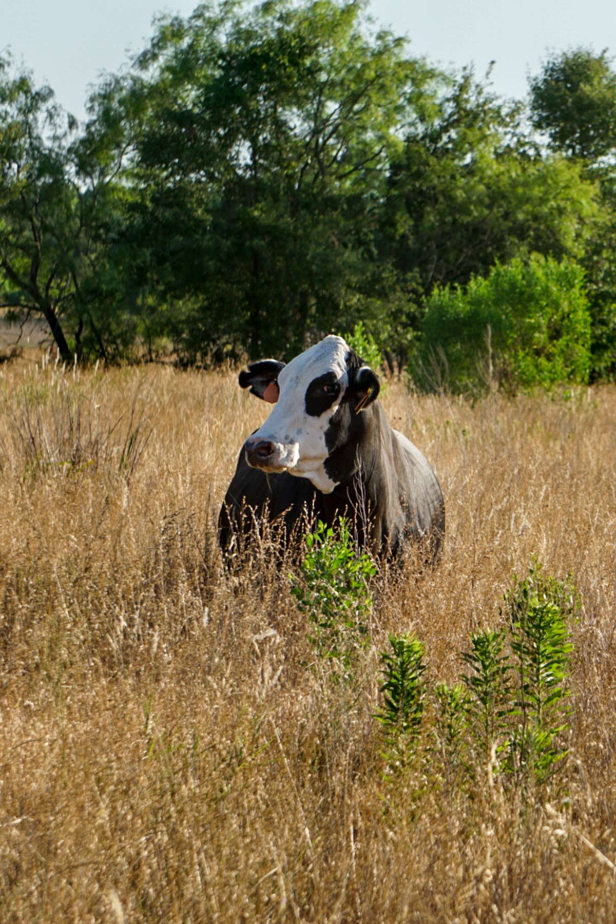 Round Lake Ranch property picture 4 of 43