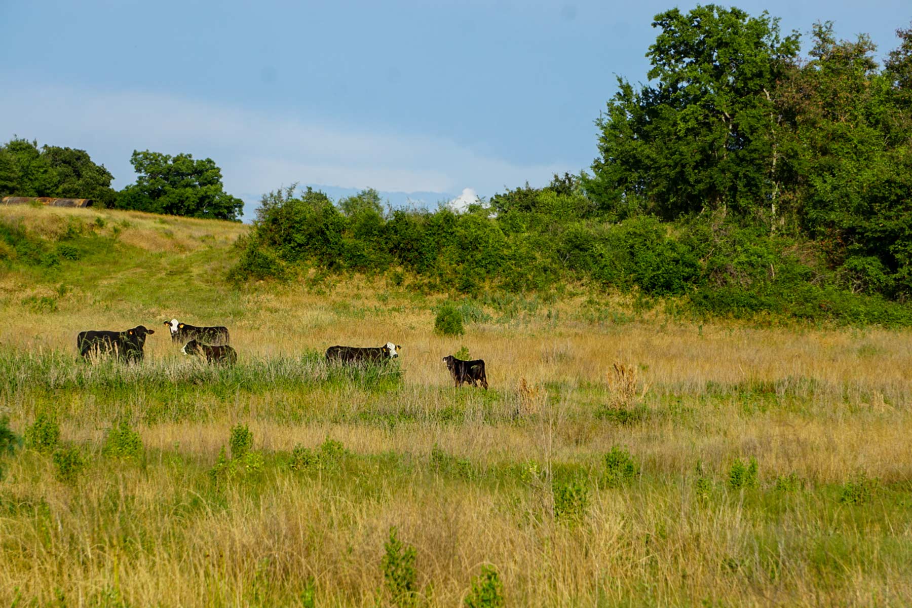 Round Lake Ranch property picture 22 of 43