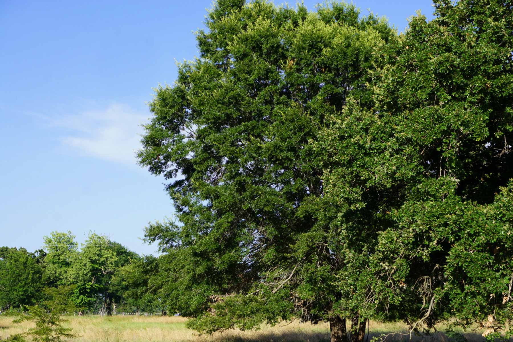 Round Lake Ranch property picture 33 of 43