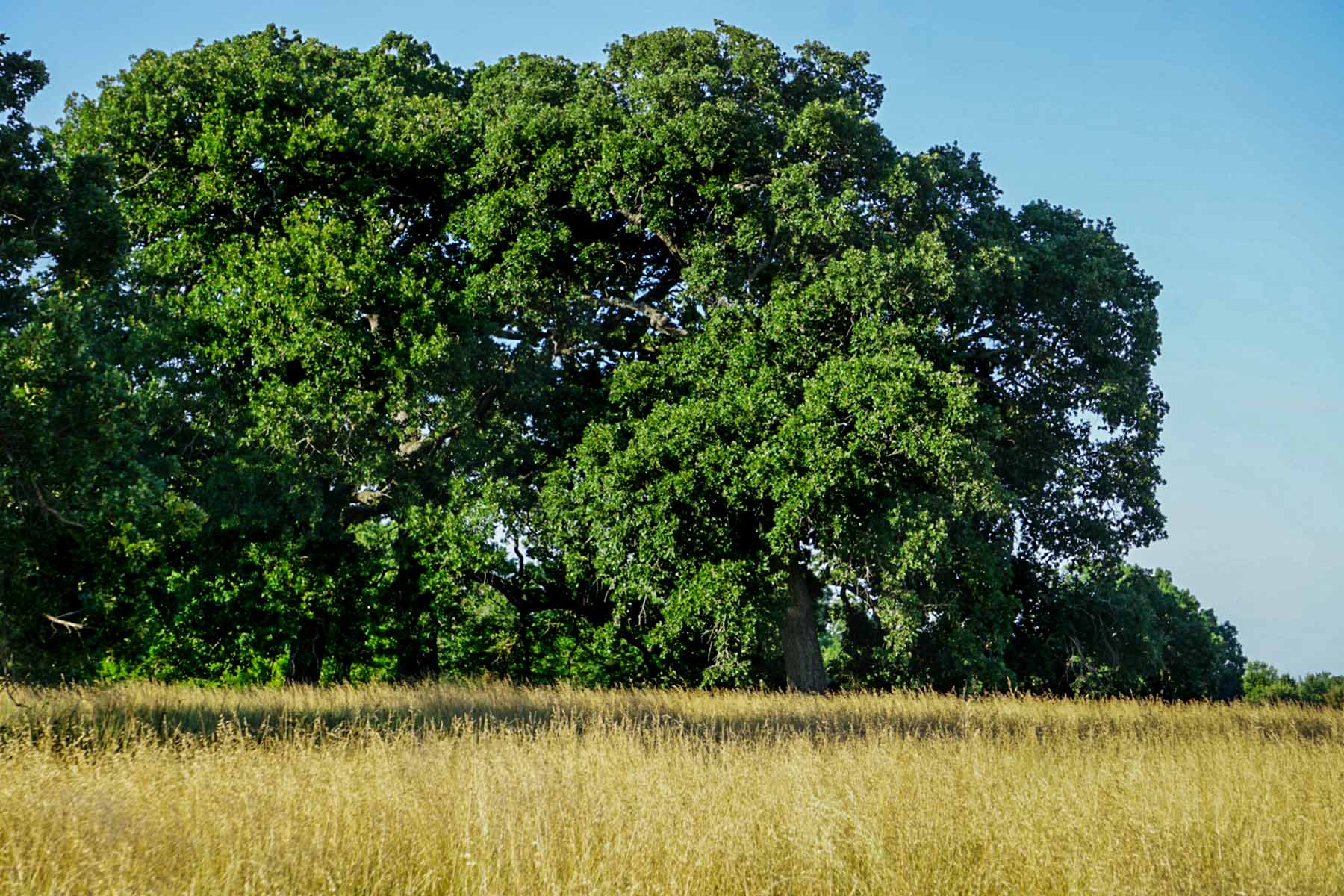 Round Lake Ranch property picture 39 of 43