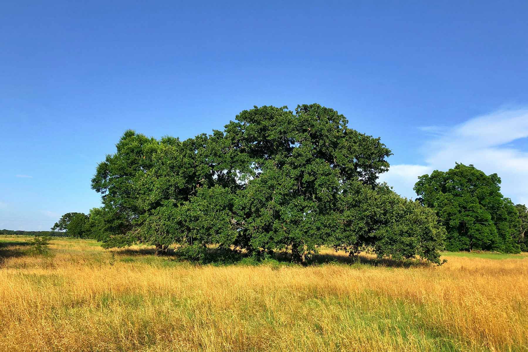 Round Lake Ranch property picture 5 of 43