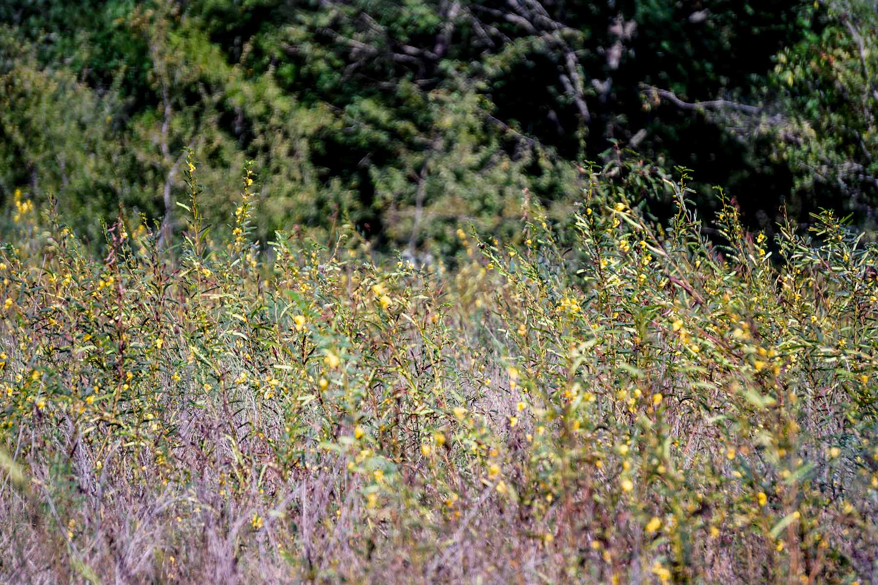 Round Lake Ranch property picture 42 of 43