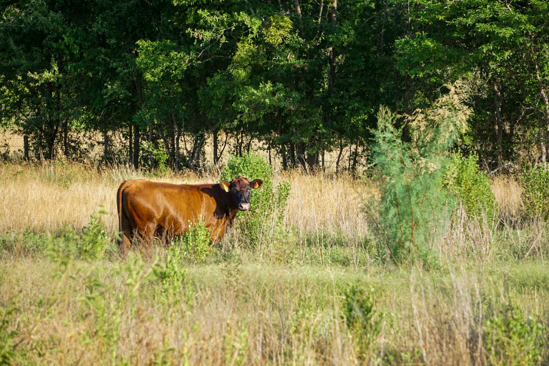 Round Lake Ranch property picture 27 of 43