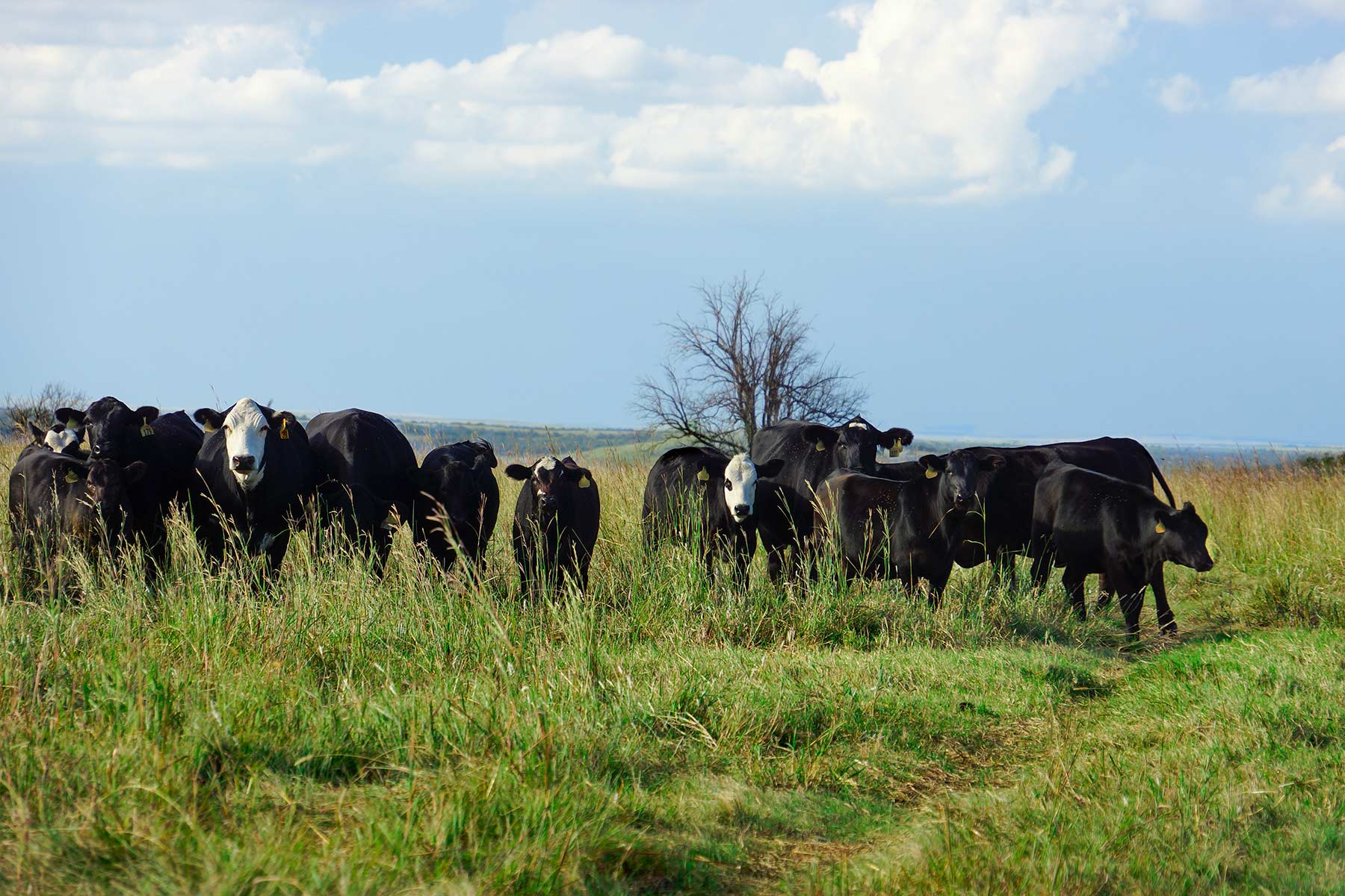 Cedar Vale Ranch property picture 40 of 53