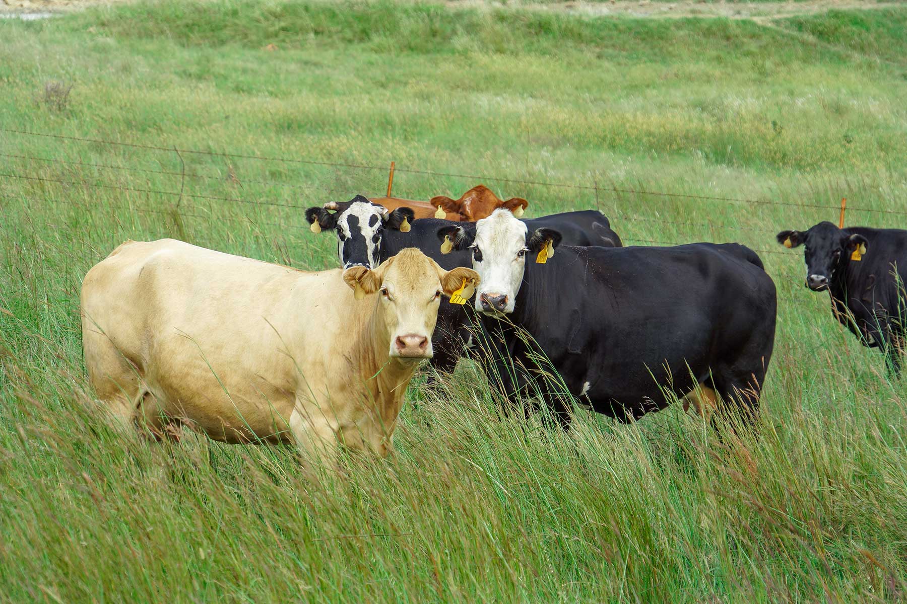 Cedar Vale Ranch property picture 47 of 53