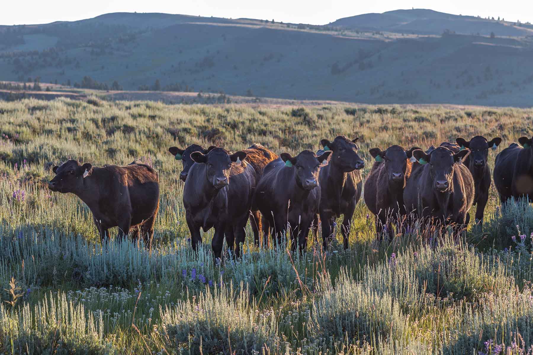 Flathead Pass property picture 4 of 20