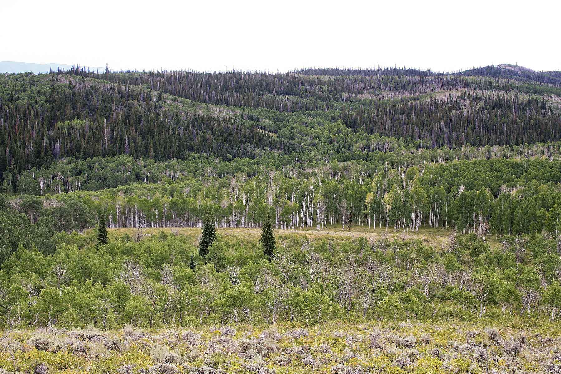 Elk Bluff Ranch property picture 49 of 59