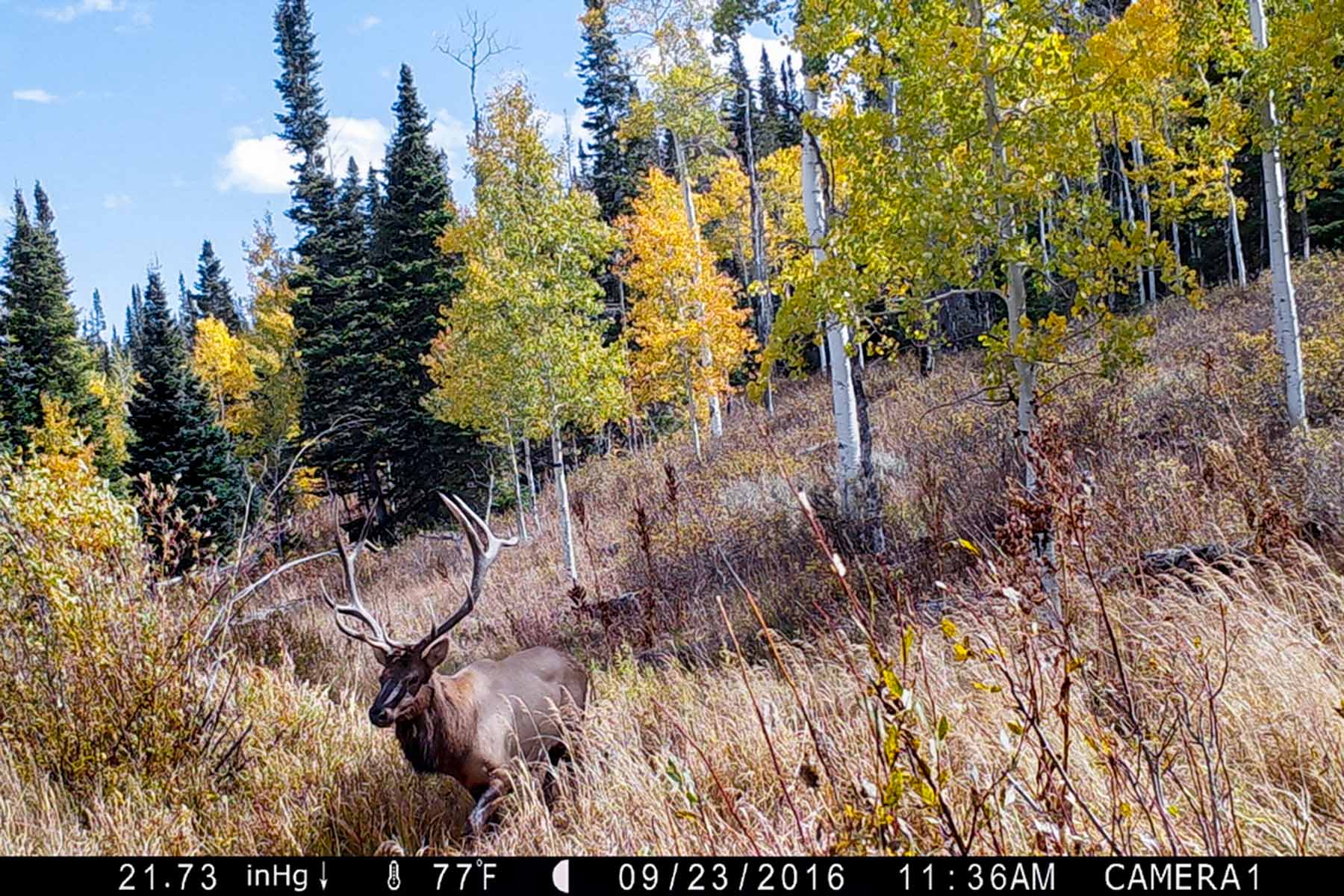 Elk Bluff Ranch property picture 5 of 59