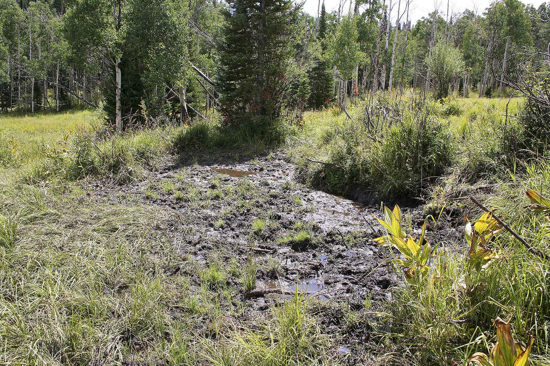 Elk Bluff Ranch property picture 44 of 59