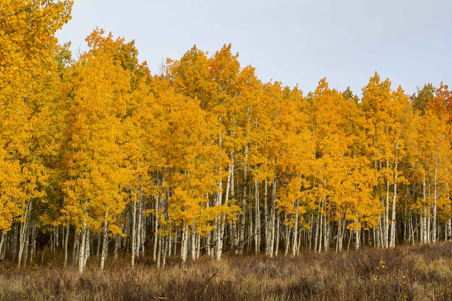 Elk Bluff Ranch property picture 33 of 59