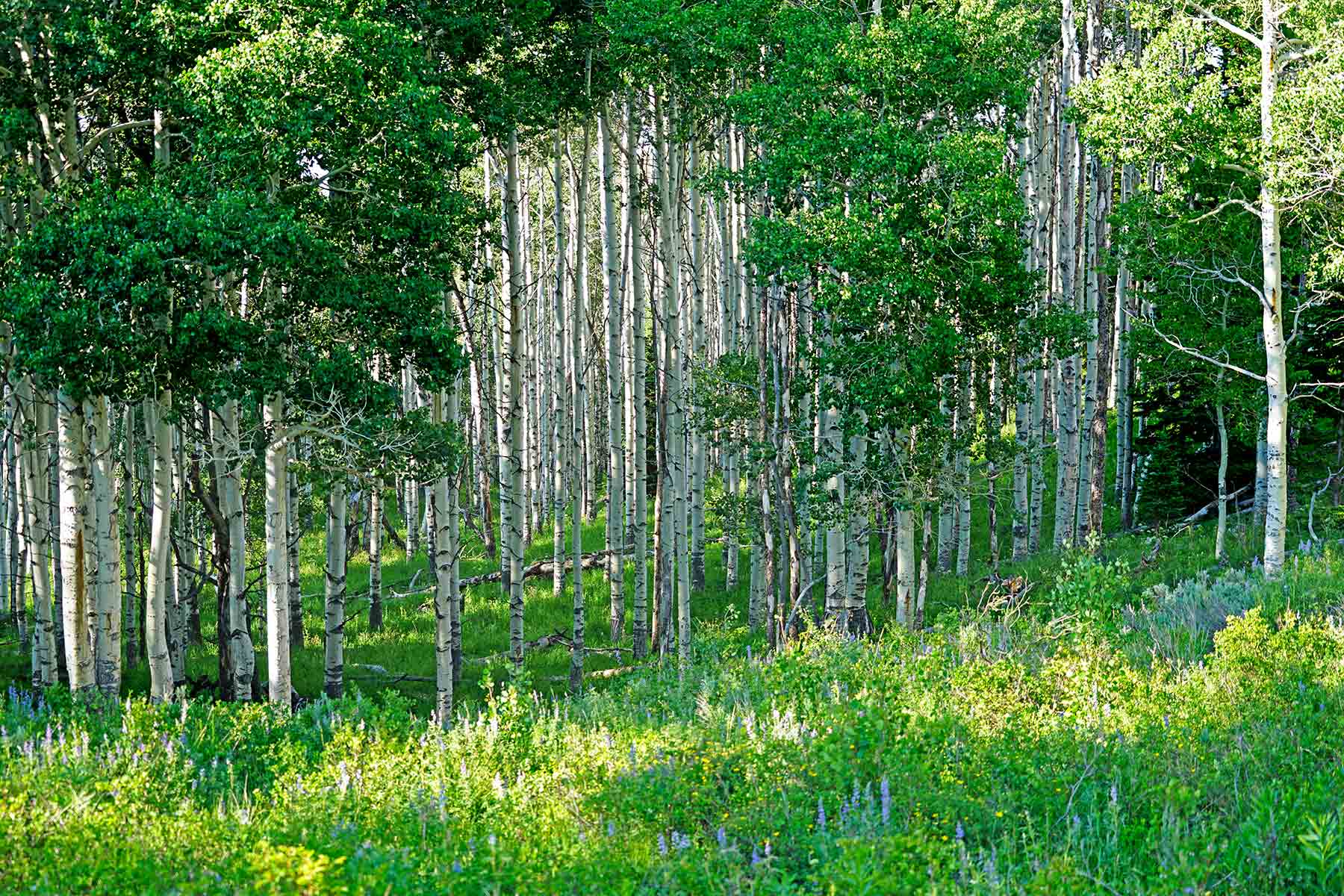 Elk Bluff Ranch property picture 11 of 59