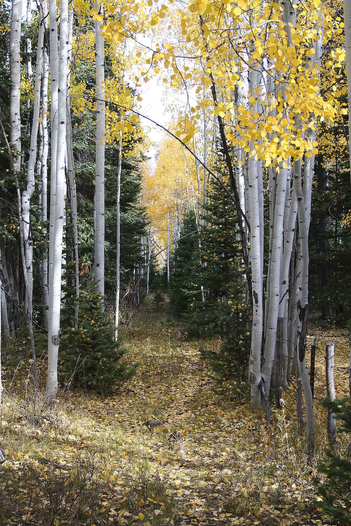 Elk Bluff Ranch property picture 34 of 59