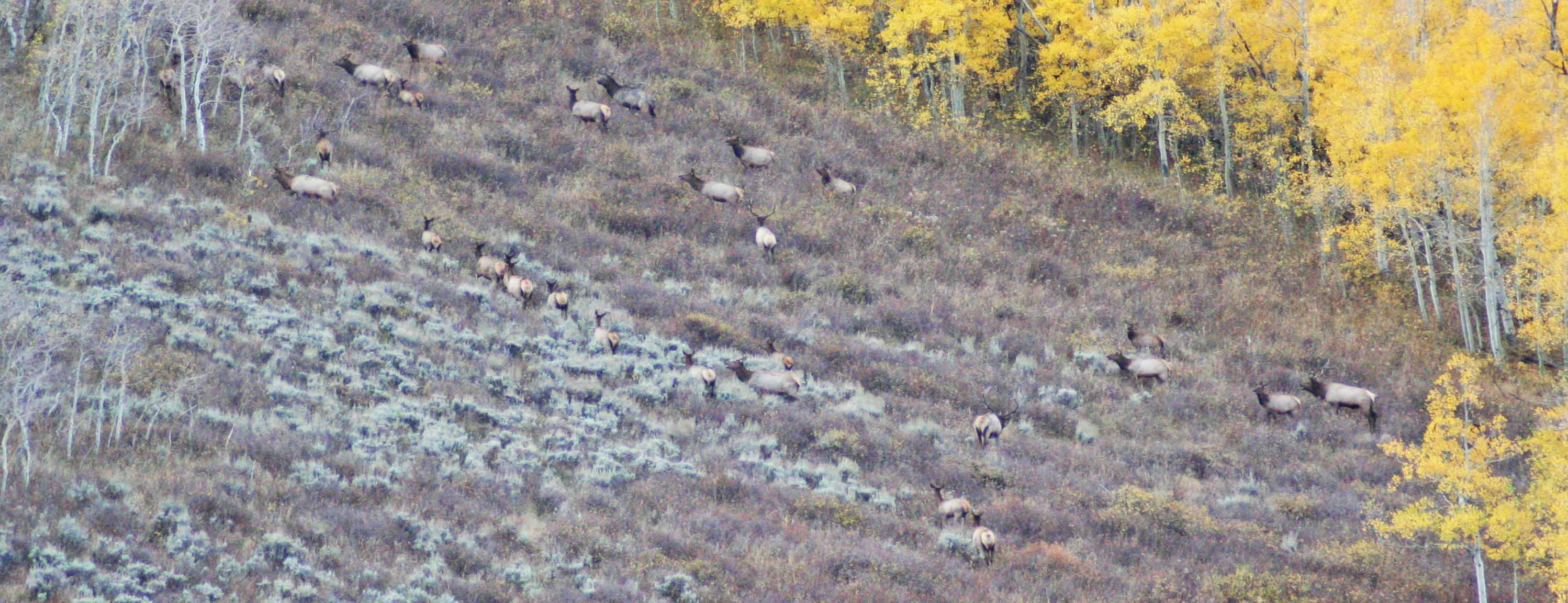 Elk Bluff Ranch property picture 40 of 59