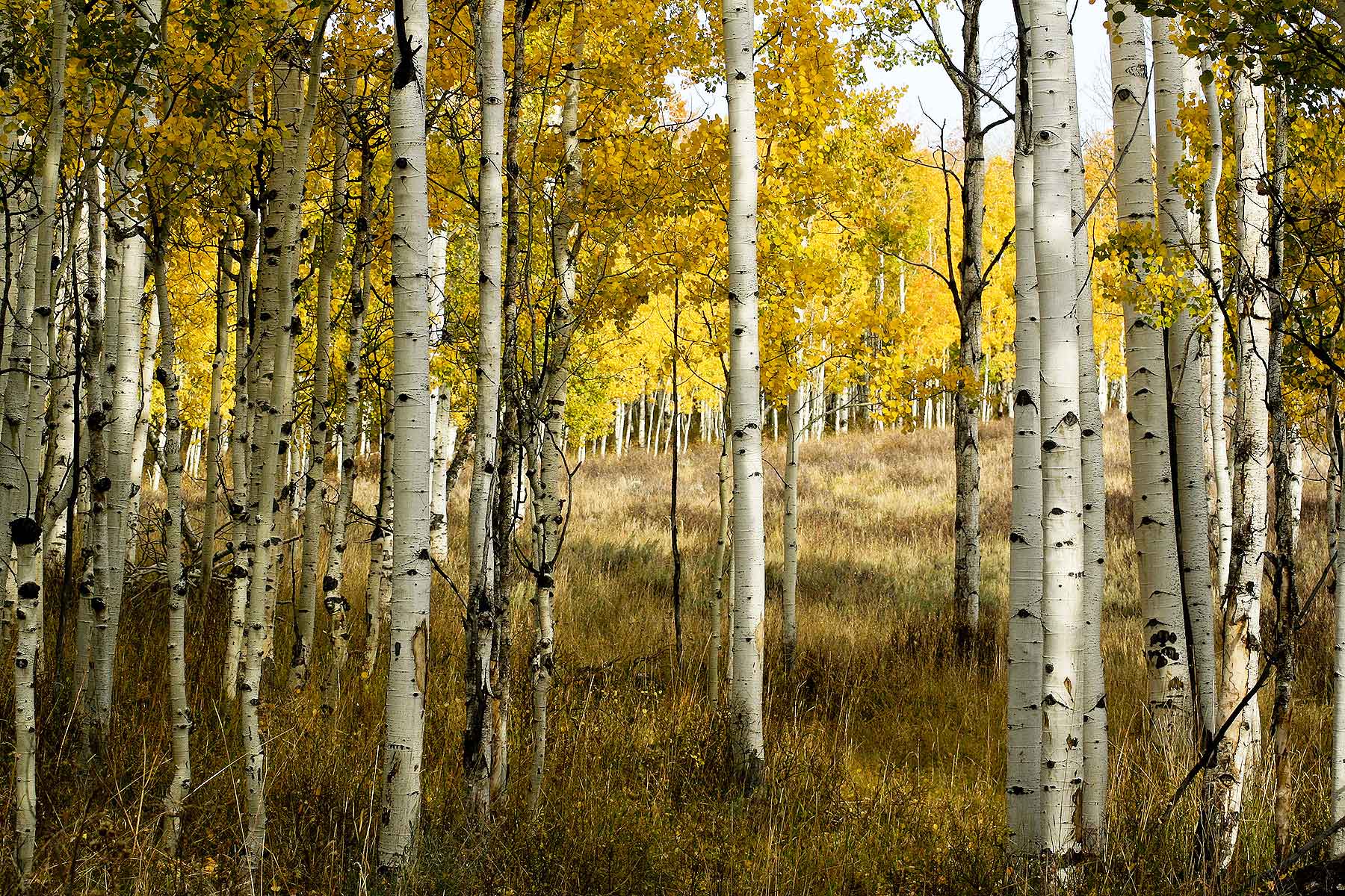 Elk Bluff Ranch property picture 32 of 59