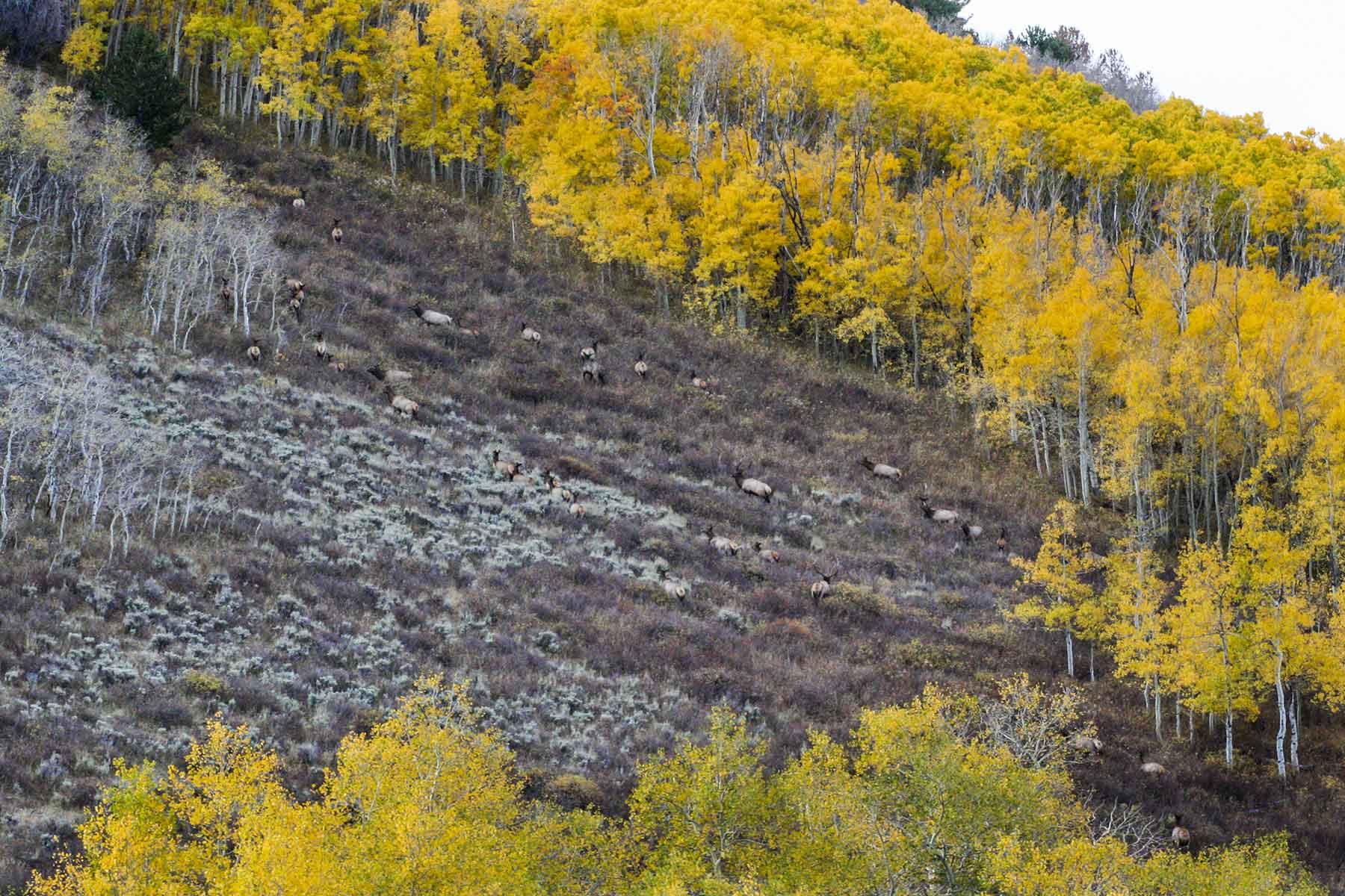 Elk Bluff Ranch property picture 17 of 59