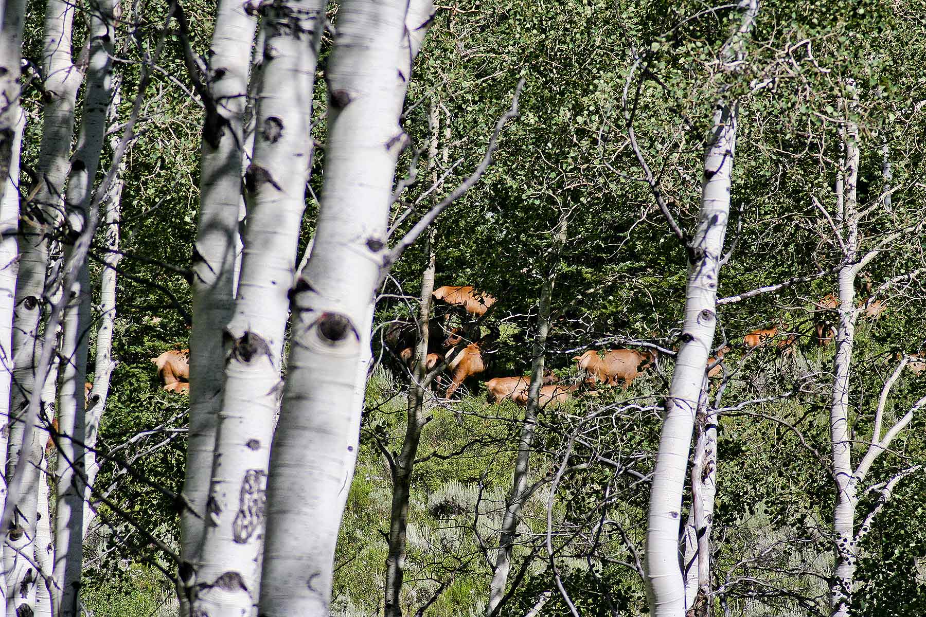 Elk Bluff Ranch property picture 42 of 59