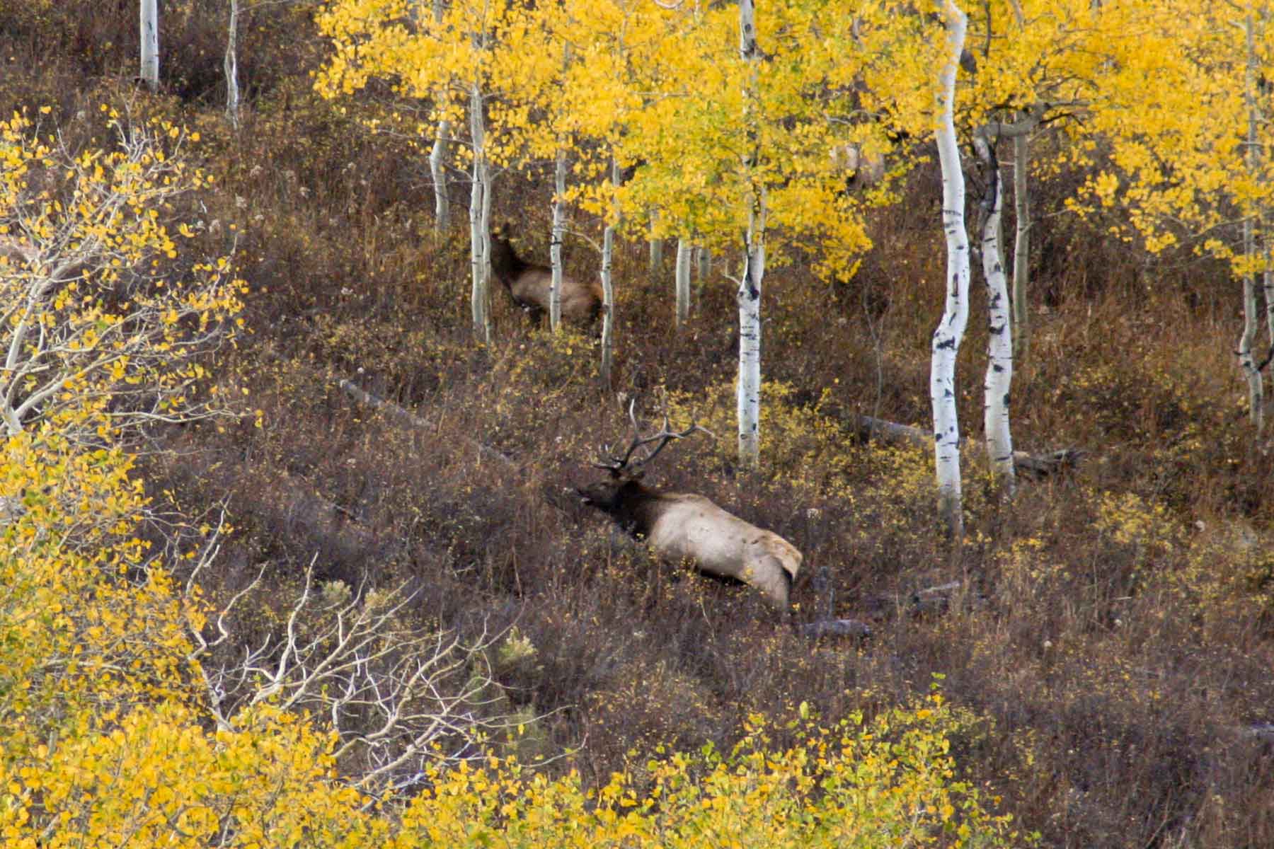 Elk Bluff Ranch property picture 55 of 59
