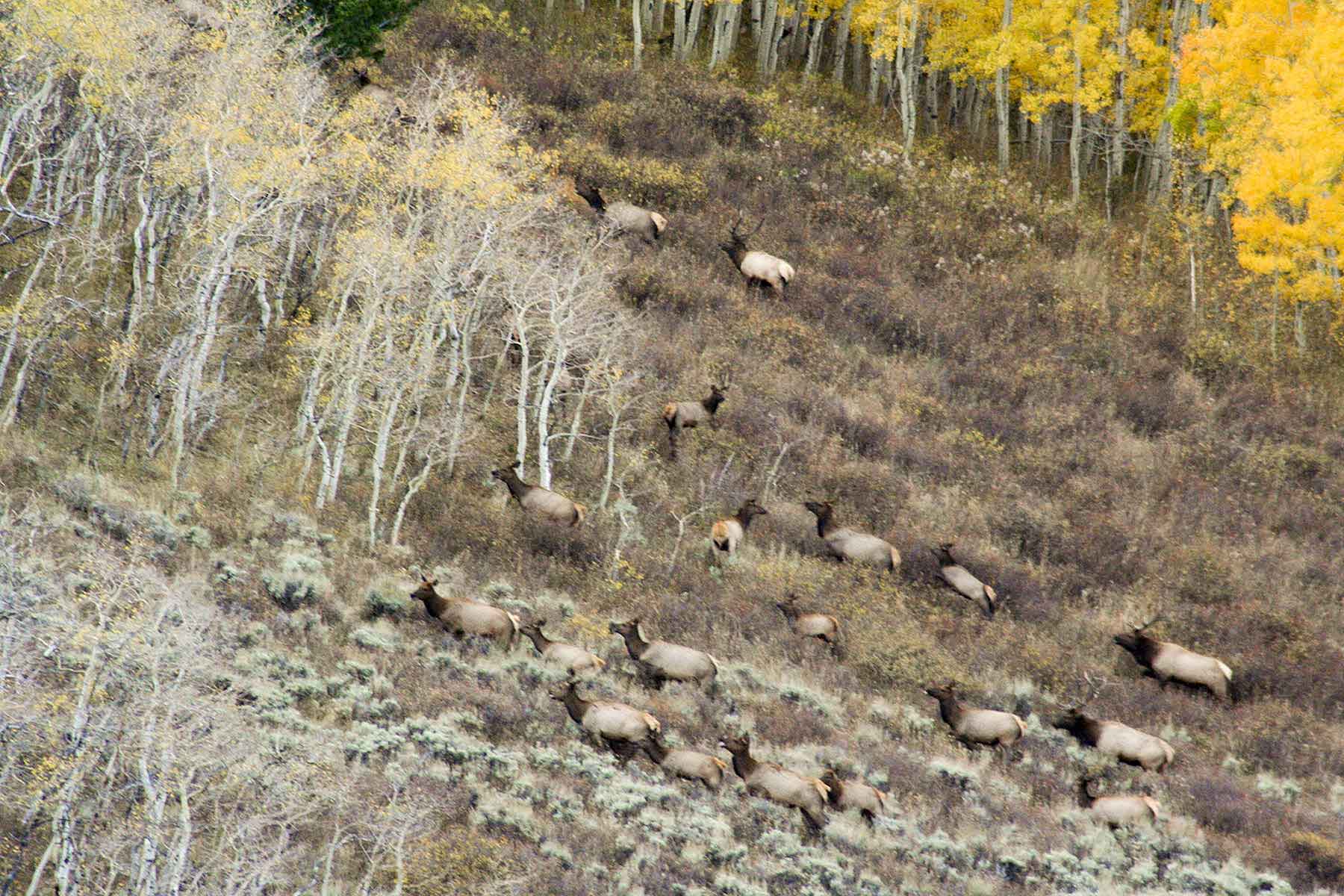 Elk Bluff Ranch property picture 57 of 59