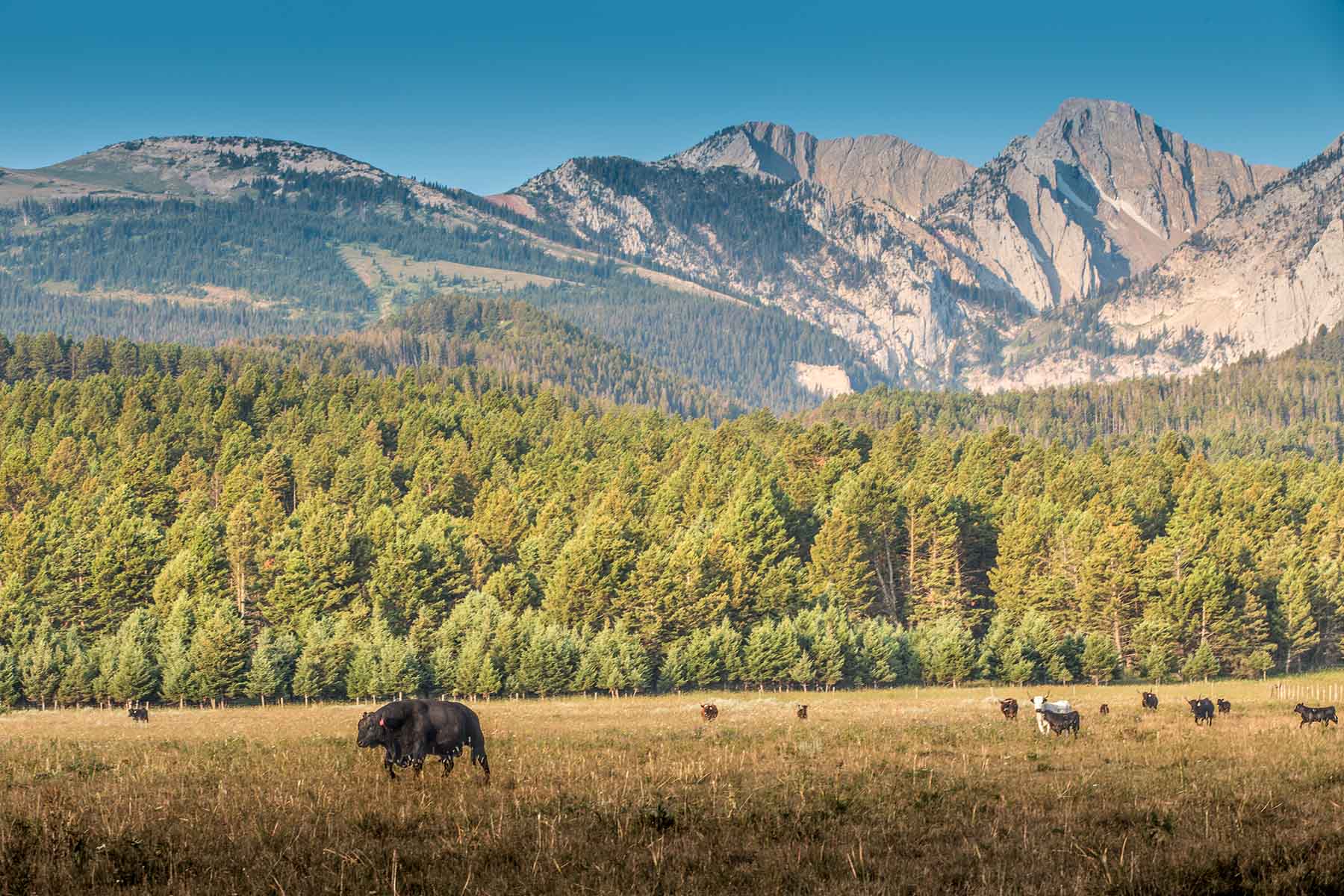 King of Hearts Ranch property picture 3 of 83