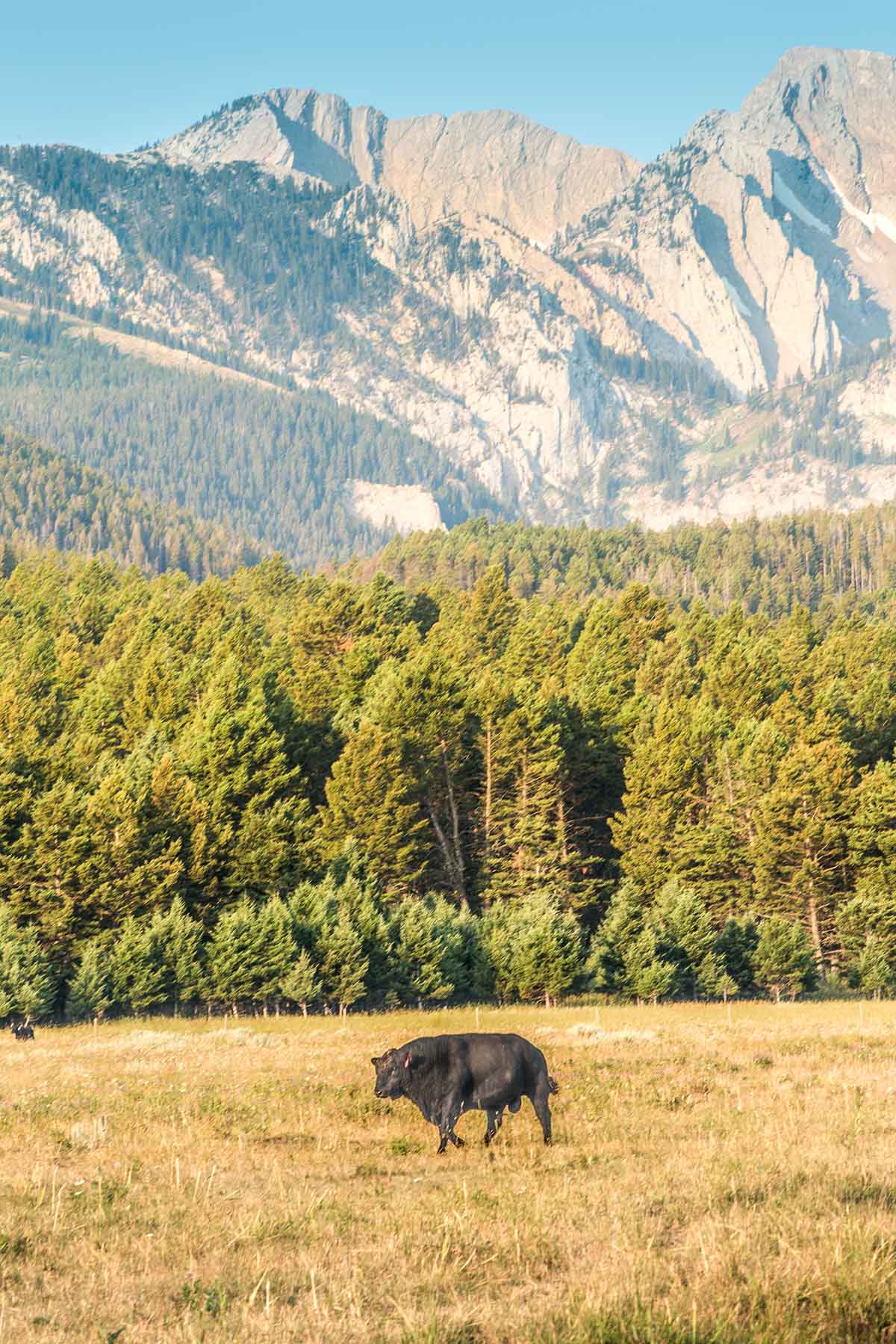 King of Hearts Ranch property picture 49 of 83