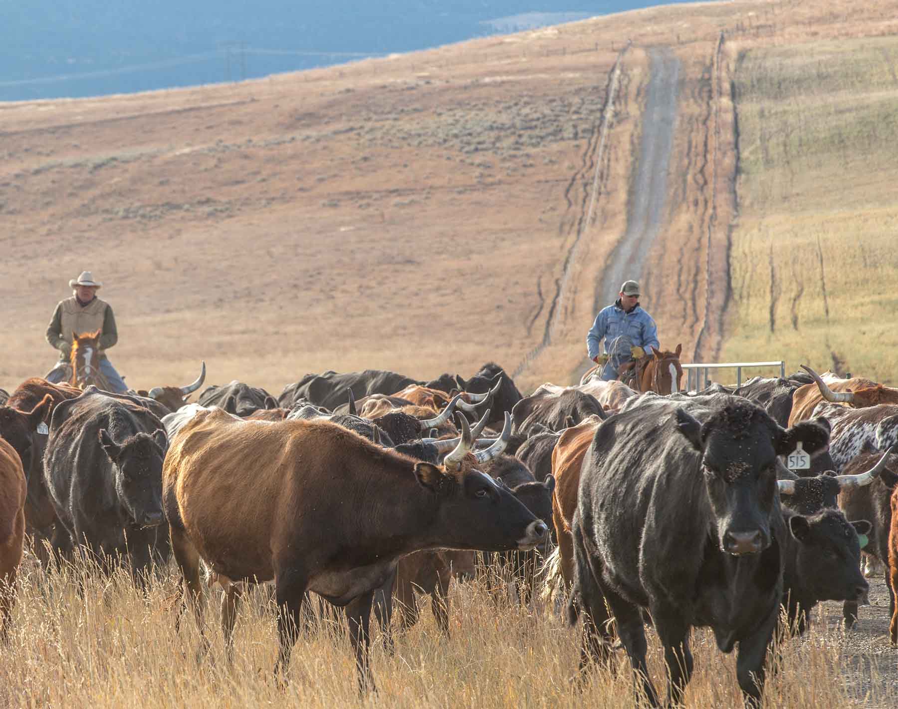 King of Hearts Ranch property picture 12 of 83