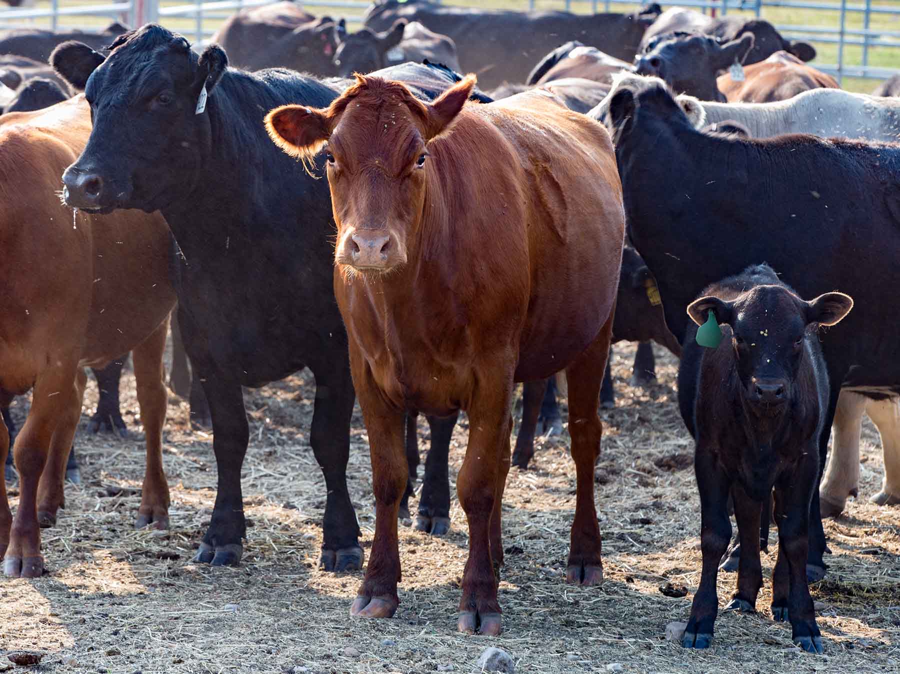 King of Hearts Ranch property picture 48 of 83