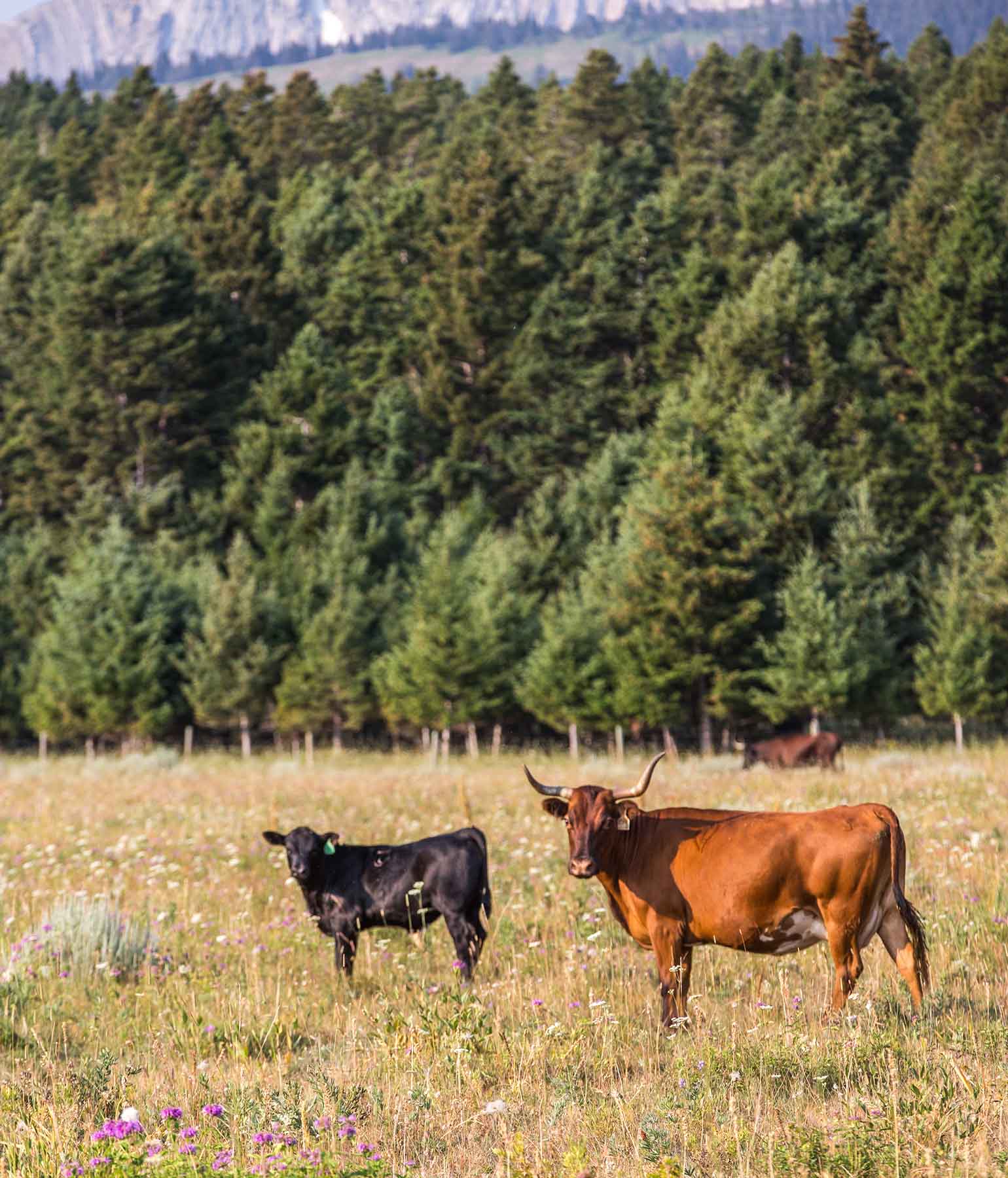 King of Hearts Ranch property picture 61 of 83