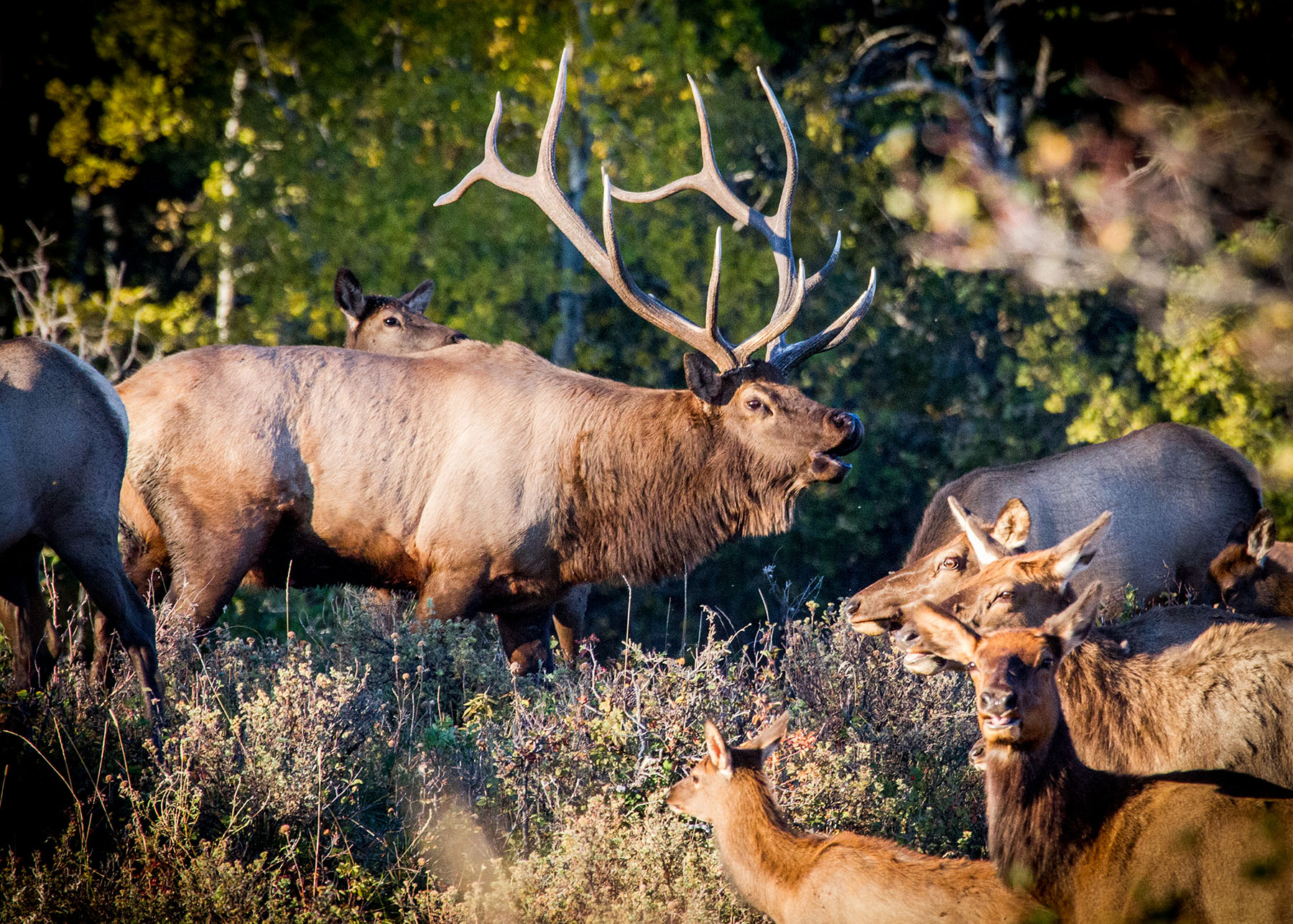 King of Hearts Ranch property picture 50 of 83