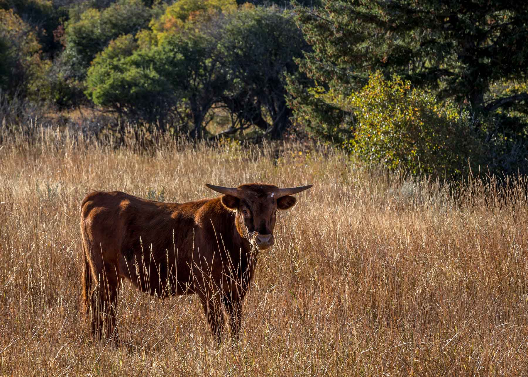 King of Hearts Ranch property picture 42 of 83