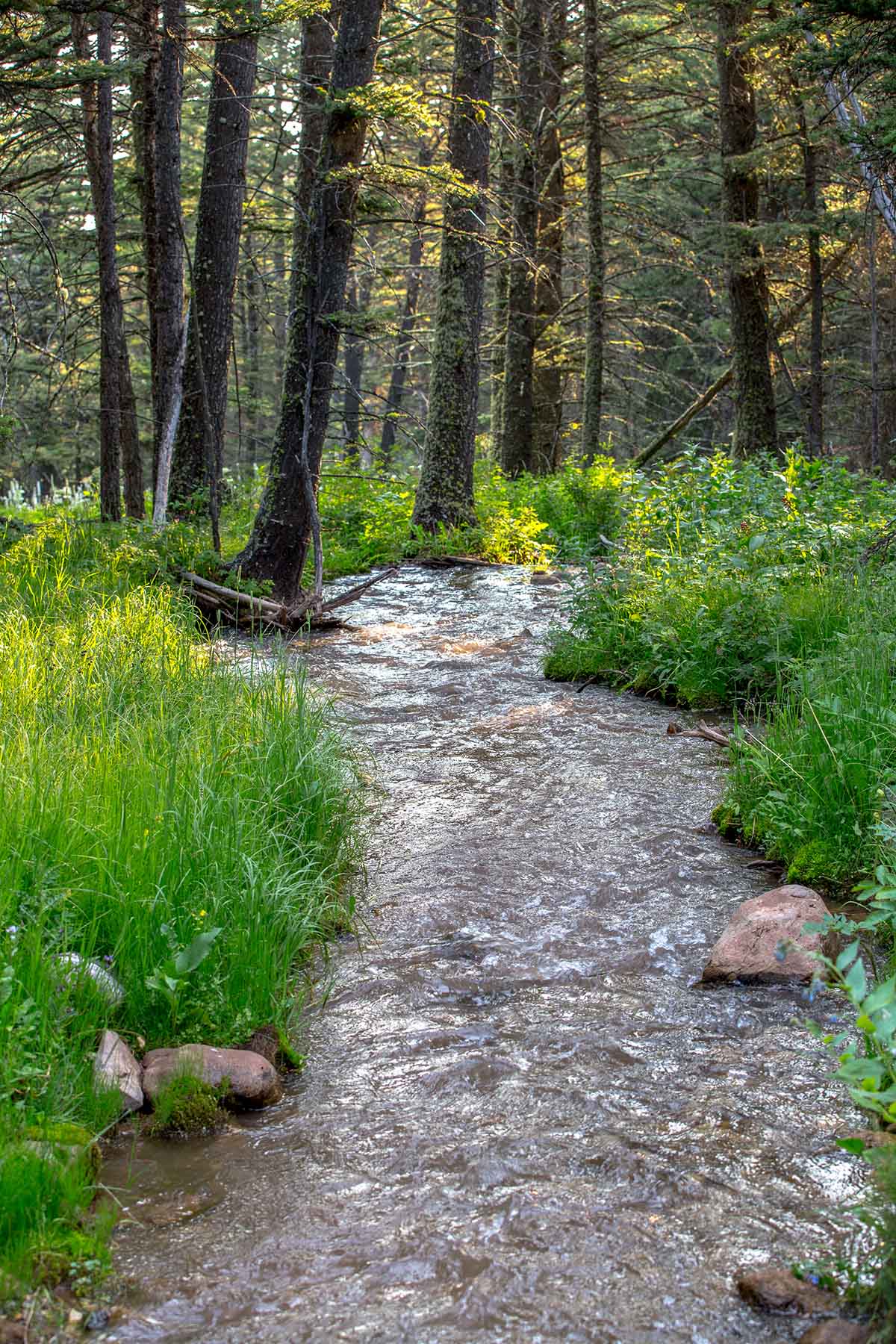King of Hearts Ranch property picture 59 of 83