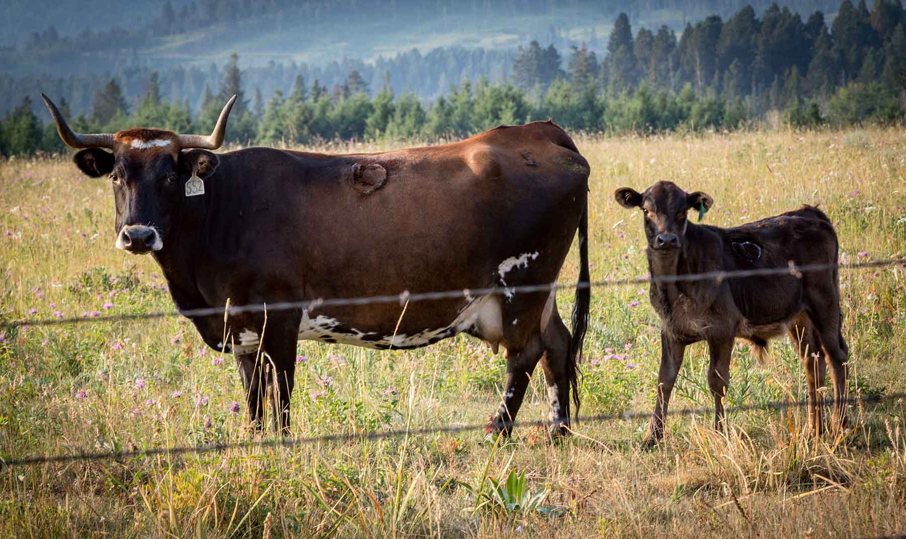 King of Hearts Ranch property picture 13 of 83