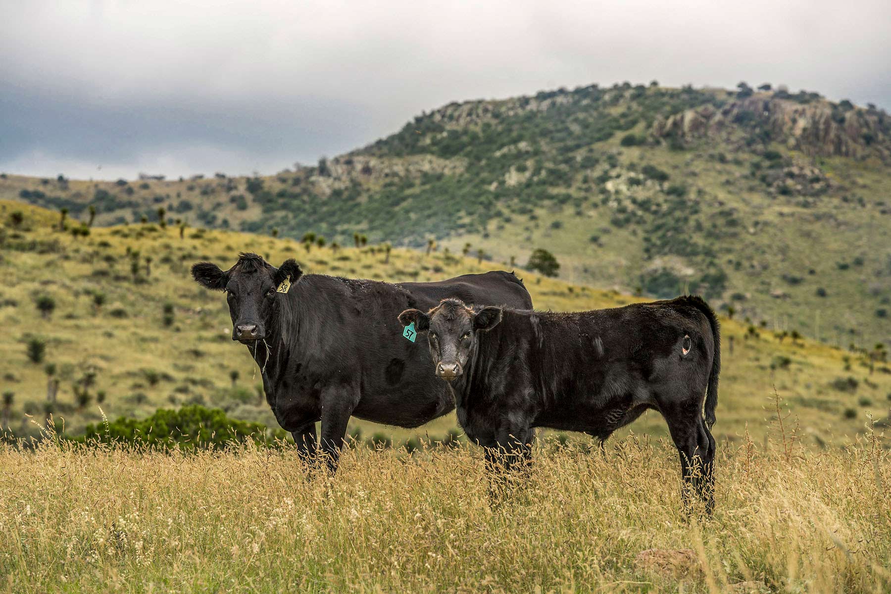 Gearhart Ranch property picture 42 of 68