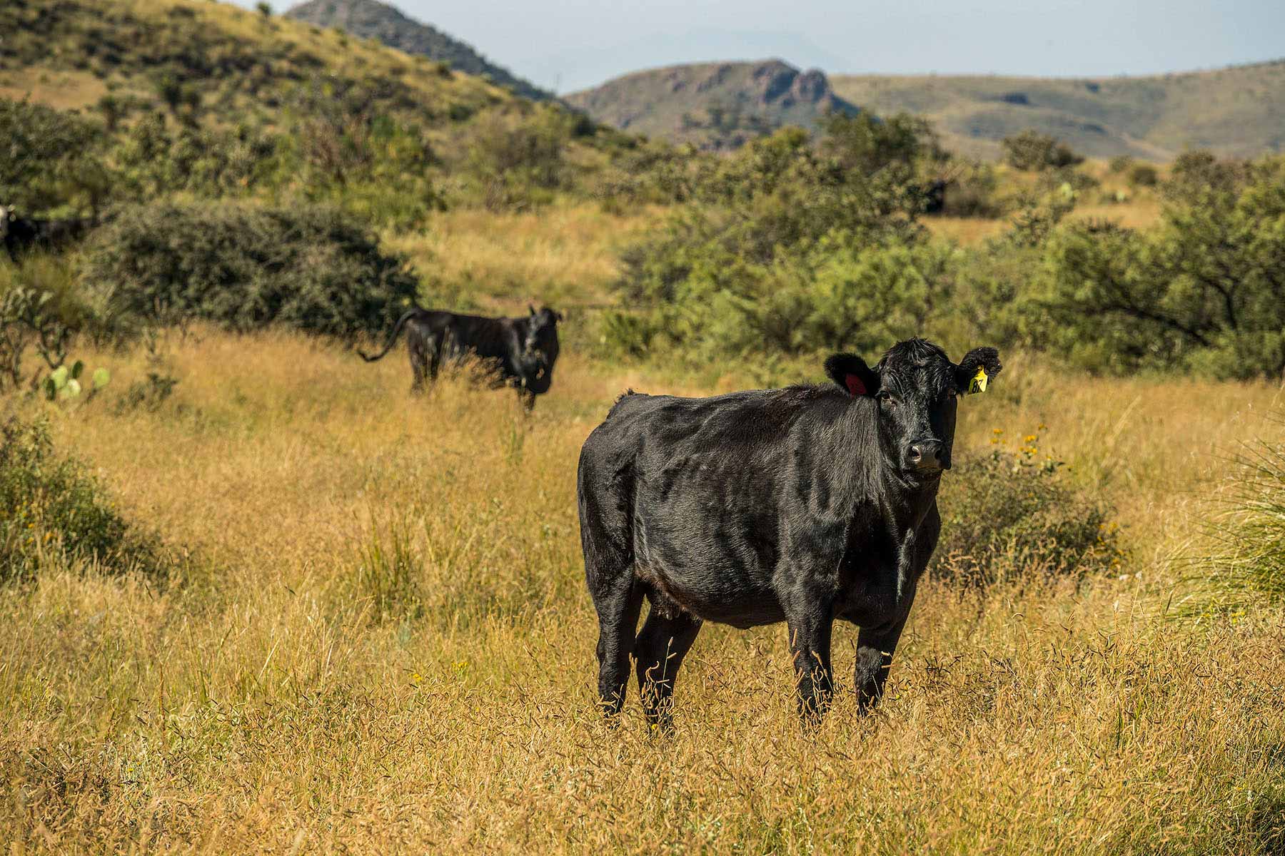 Gearhart Ranch property picture 38 of 68
