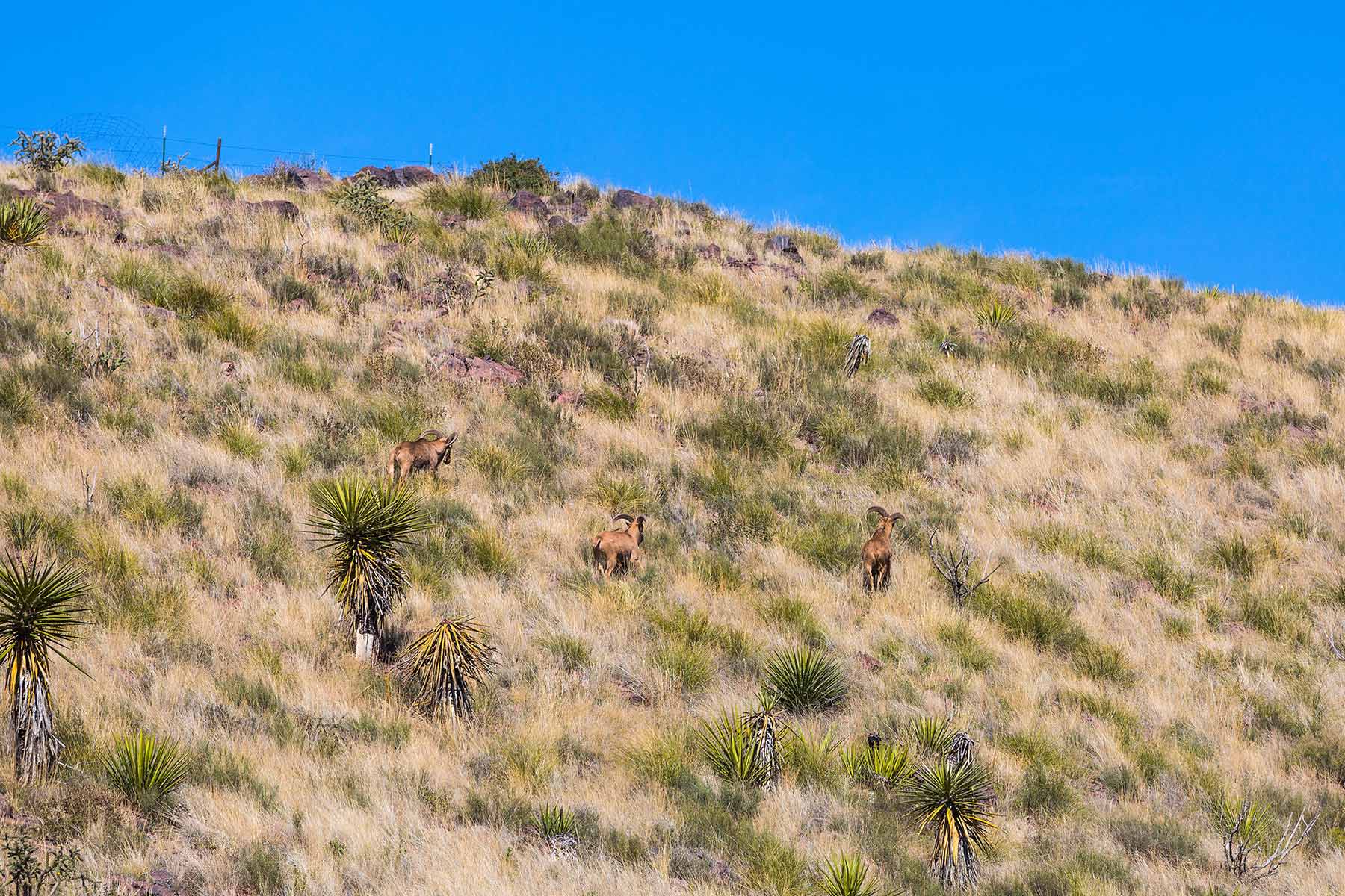 Gearhart Ranch property picture 52 of 68
