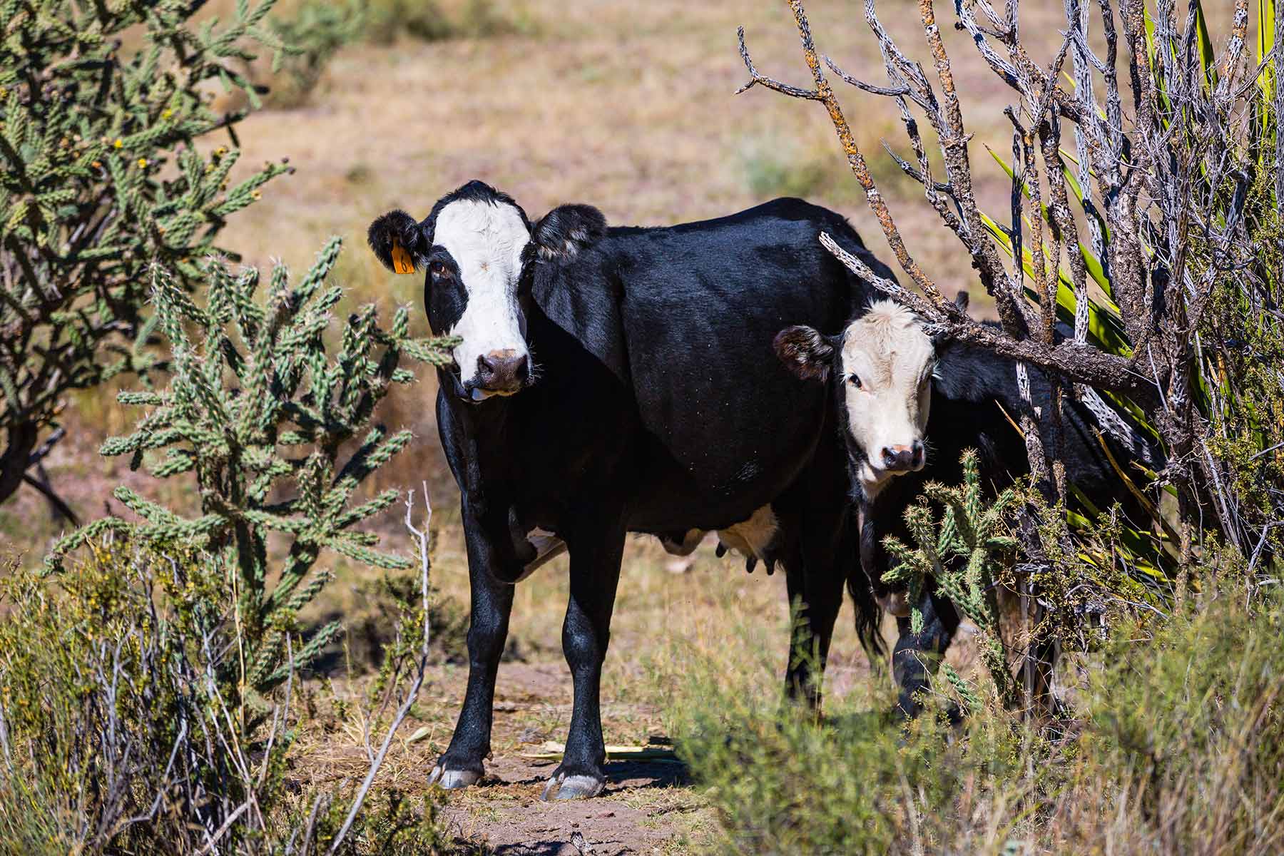 Gearhart Ranch property picture 49 of 68