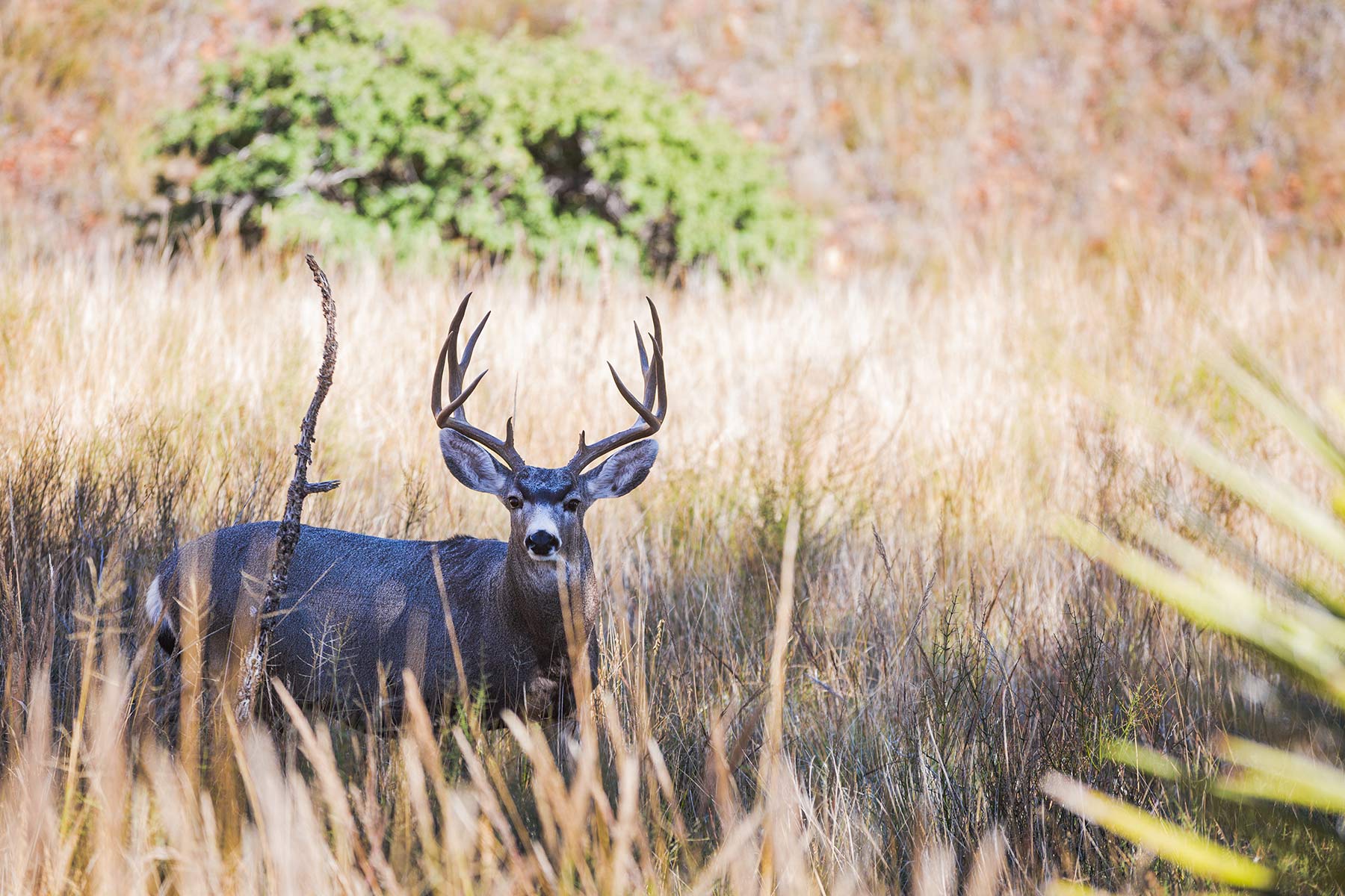Gearhart Ranch property picture 8 of 68
