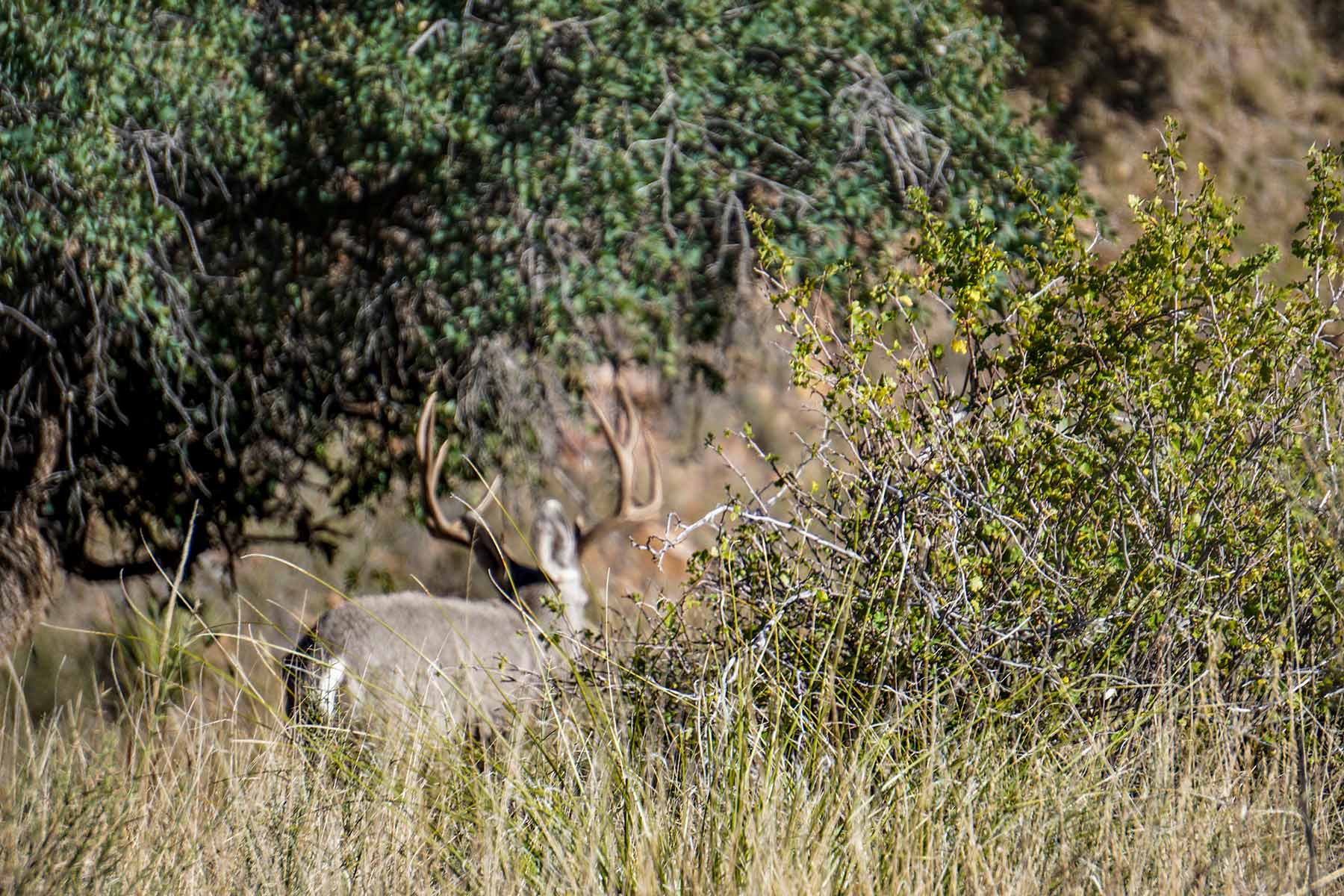Gearhart Ranch property picture 17 of 68