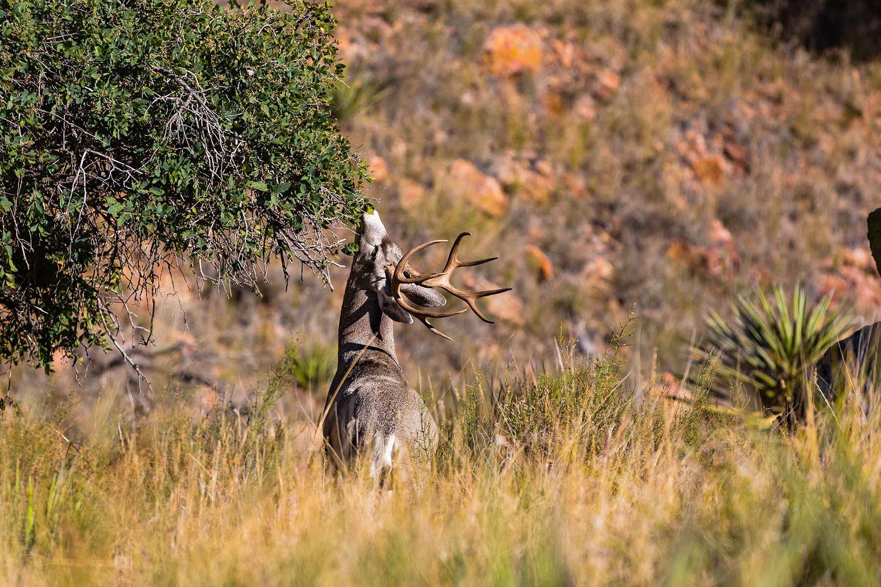 Gearhart Ranch property picture 63 of 68