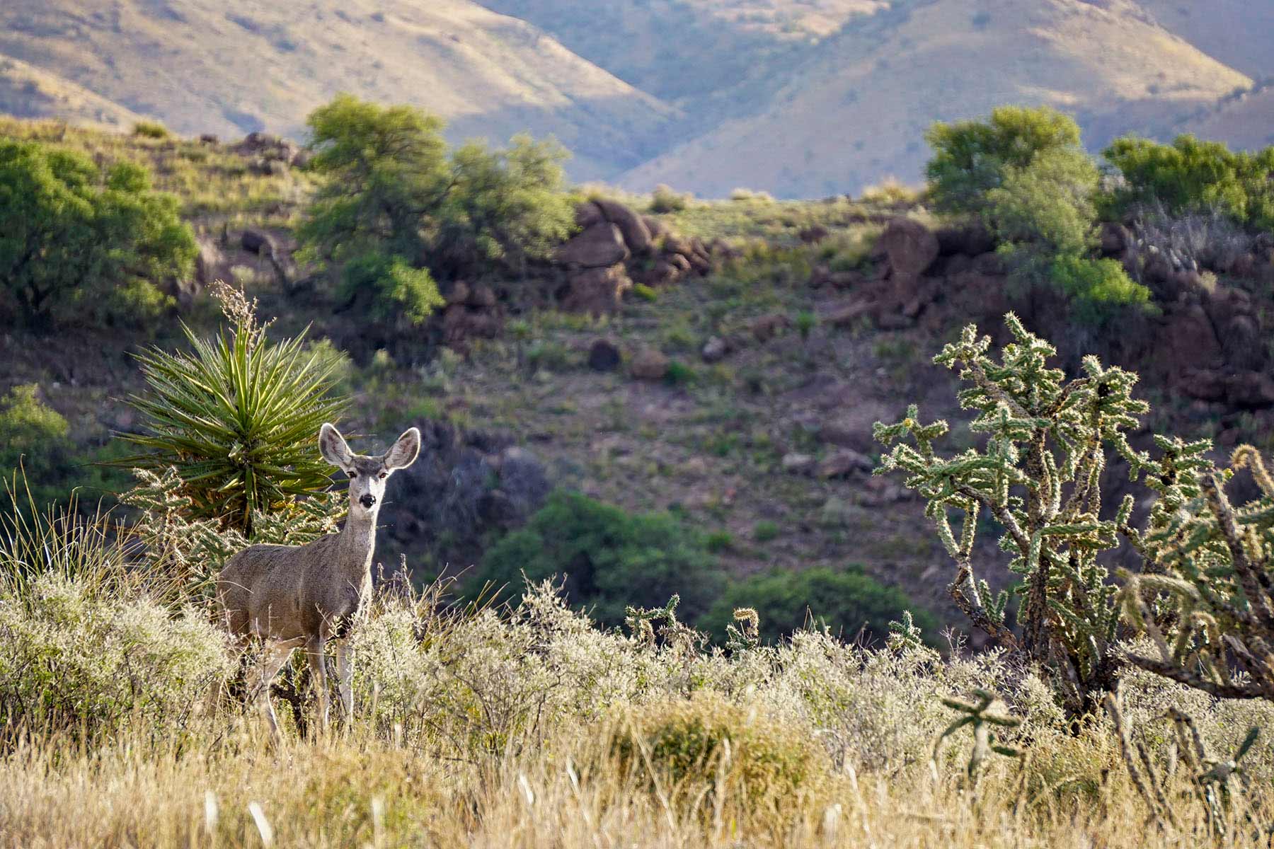 Gearhart Ranch property picture 26 of 68