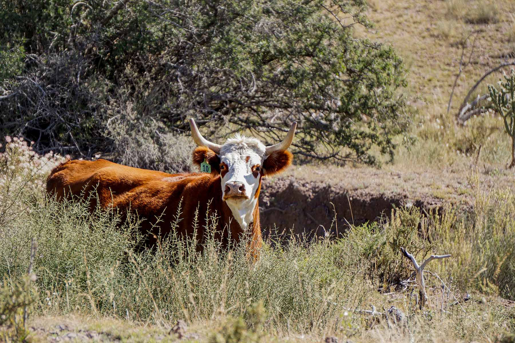 Gearhart Ranch property picture 3 of 68