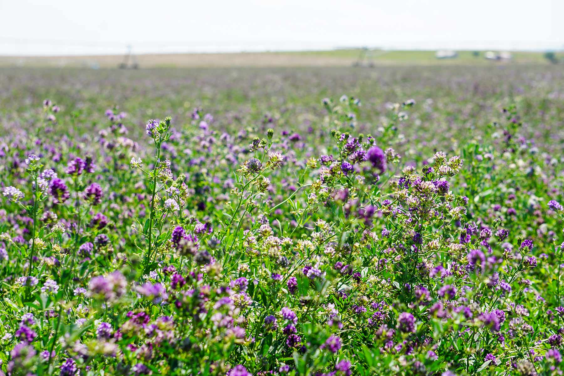 Whitney Lake Farm property picture 4 of 20