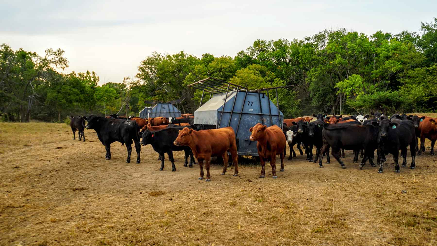 Red Sky Farm & Ranch property picture 66 of 99