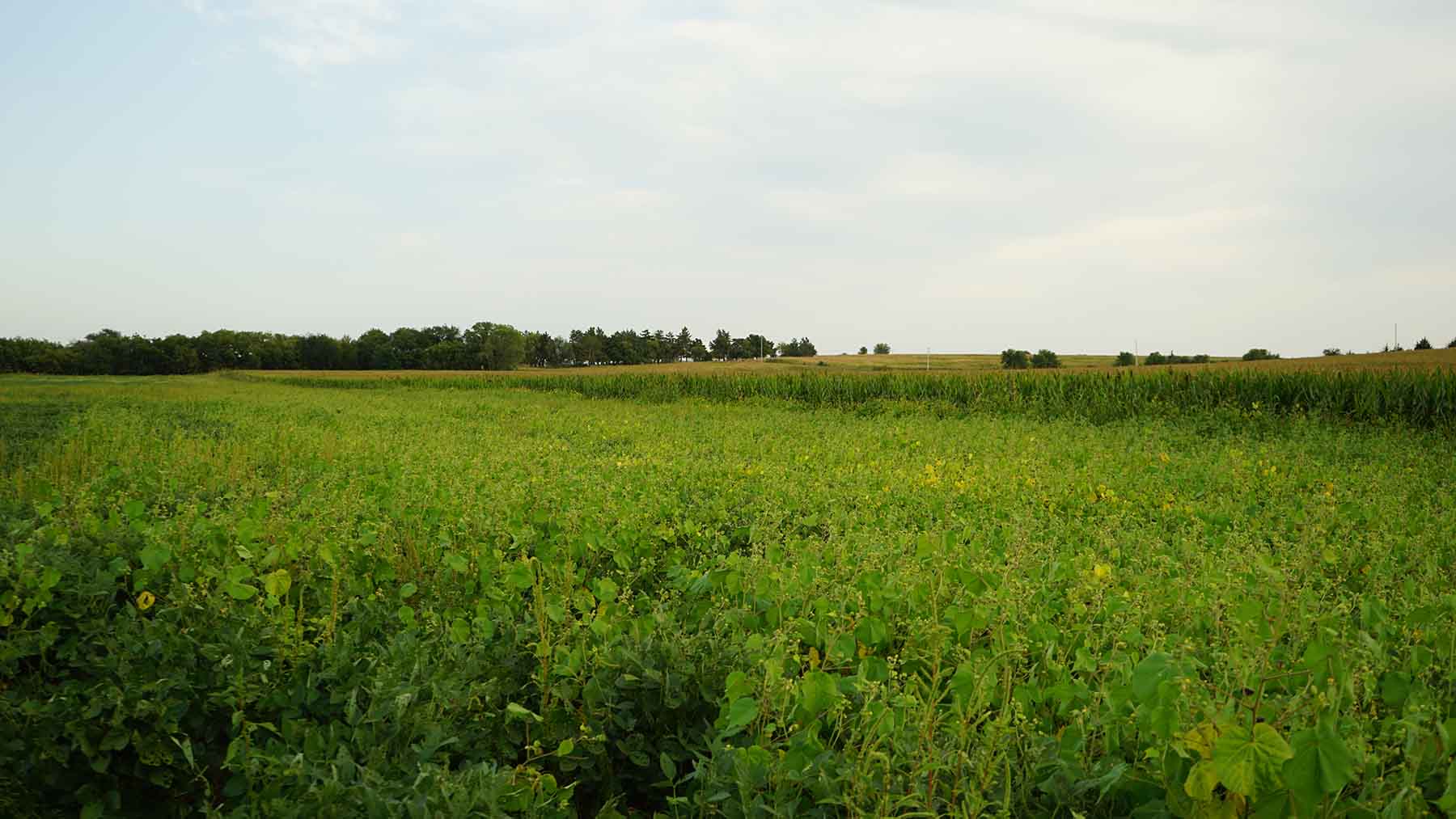 Red Sky Farm & Ranch property picture 61 of 99