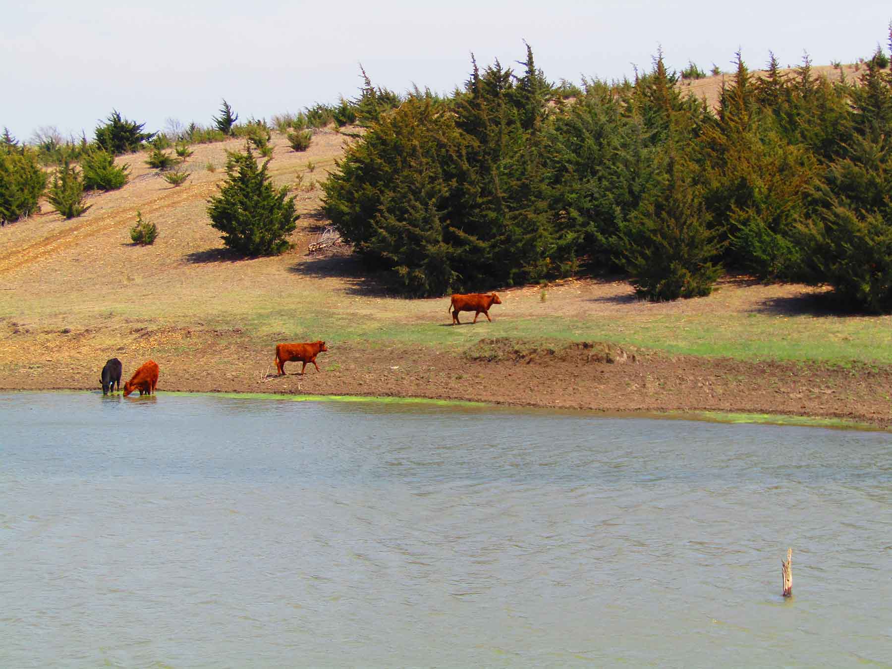 Red Sky Farm & Ranch property picture 59 of 99
