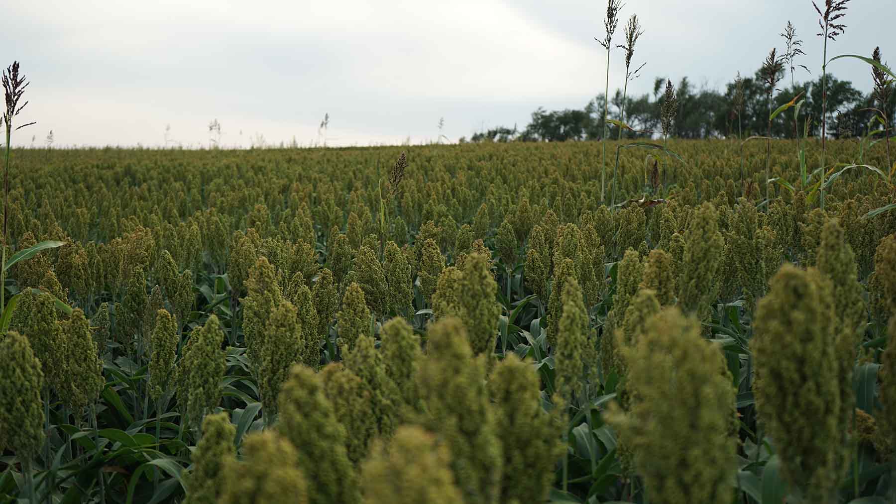 Red Sky Farm & Ranch property picture 57 of 99