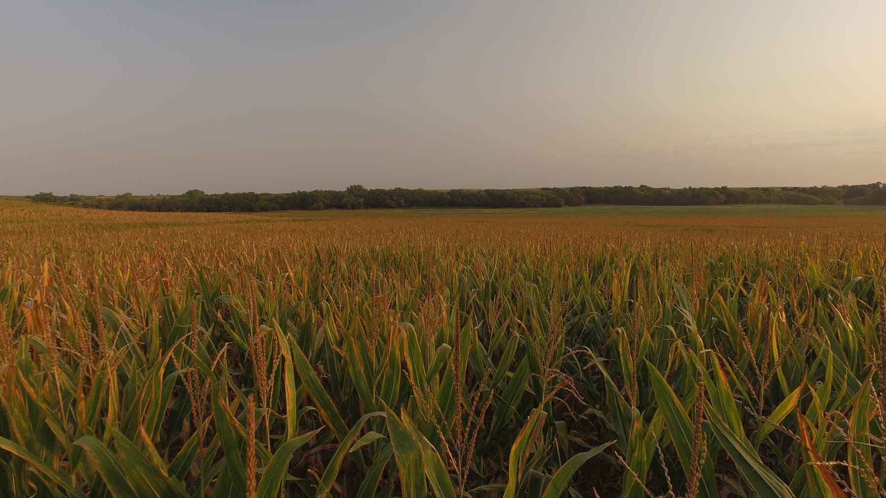 Red Sky Farm & Ranch property picture 42 of 99