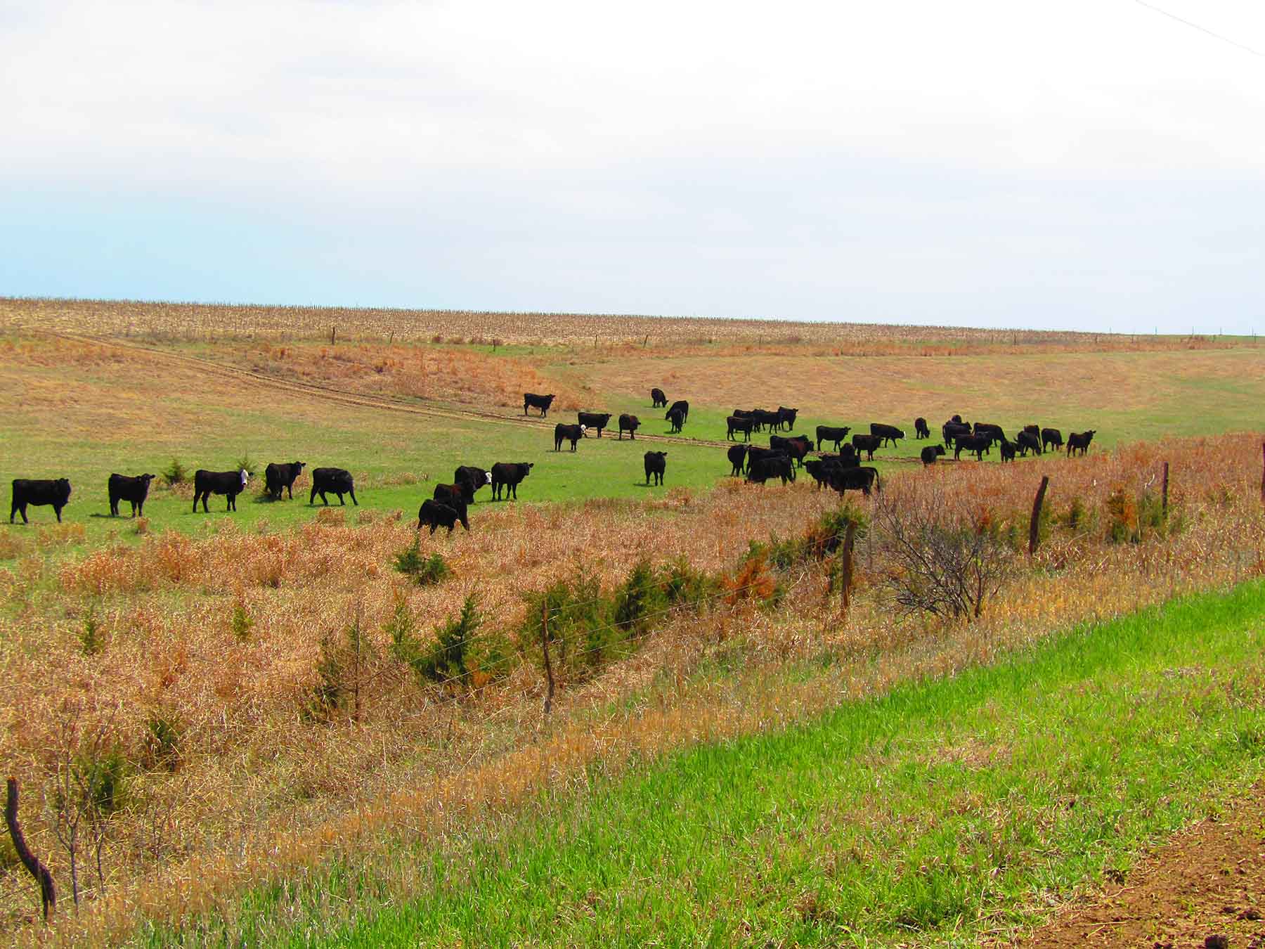Red Sky Farm & Ranch property picture 95 of 99